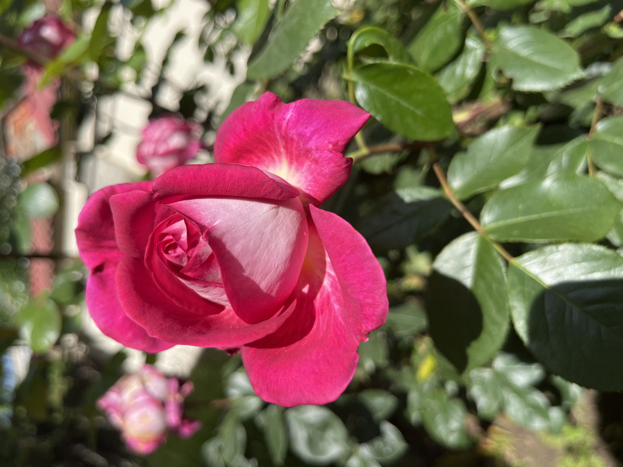 A close-up shot shows a partially open pink rose with white edges on some petals. The rose is surrounded by green leaves. Two more blurred roses are visible in the background. The image appears to be taken outdoors under bright sunlight. The location is unknown.