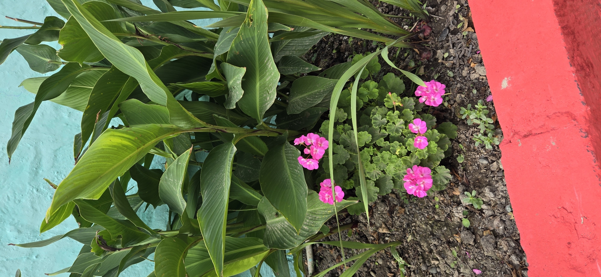 The image depicts a close-up view of a garden bed against a turquoise blue textured wall. Lush green leaves of a large plant, possibly Canna lilies, dominate the upper portion of the frame, with some leaves showing slight damage or imperfections. In the foreground, a cluster of small, vibrant pink flowers, likely geraniums, are in bloom. These flowers are nestled amongst their serrated green foliage. The ground in the garden bed consists of dark soil, small stones, and some dried organic matter. A bright red painted border runs along the bottom of the image, suggesting a defined edge to the garden. The scene appears to be an outdoor setting, possibly a residential garden or a public green space, located in Tel, Azerbaijan. There are no people or animals visible in the image.