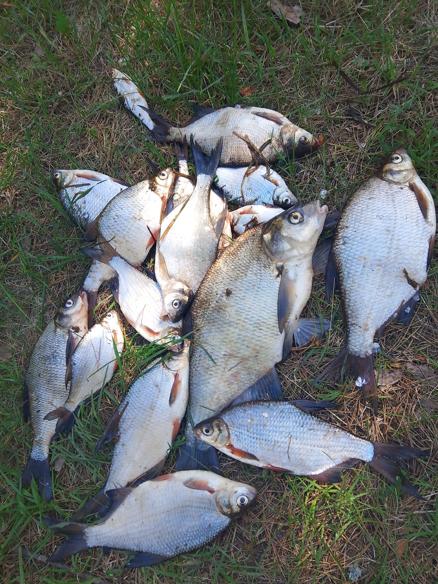 The image depicts a pile of dead fish on grass. The fish are predominantly silver in color with dark tails. The grass is green and brown. No people are visible. The location is unknown.