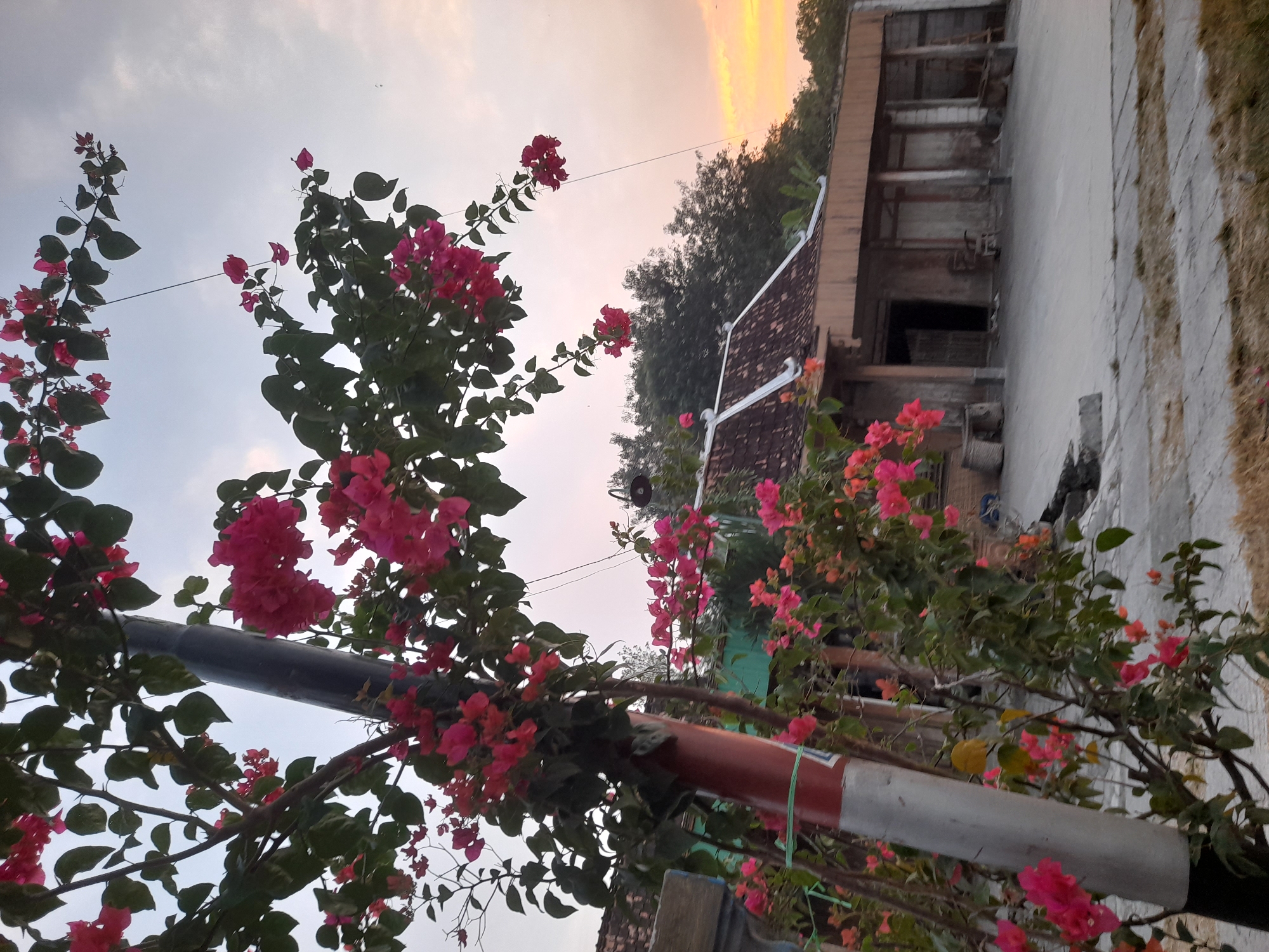 The image depicts a view of a residential building with traditional Indonesian architecture at dusk in Pulokulon, Indonesia. In the foreground, vibrant pink bougainvillea flowers cascade over a grey pole with red and white bands. The pole appears to be a street light or utility pole. Behind the flowers and pole, a long, low-lying building with a tiled roof and wooden overhangs is visible. The building has several open doorways and a courtyard area in front. Trees and foliage are present in the background, and the sky is a soft gradient of pale blue and orange, indicative of sunset. The ground in front of the building is paved with concrete. There are no people visible in the scene. The overall atmosphere is tranquil and rural.