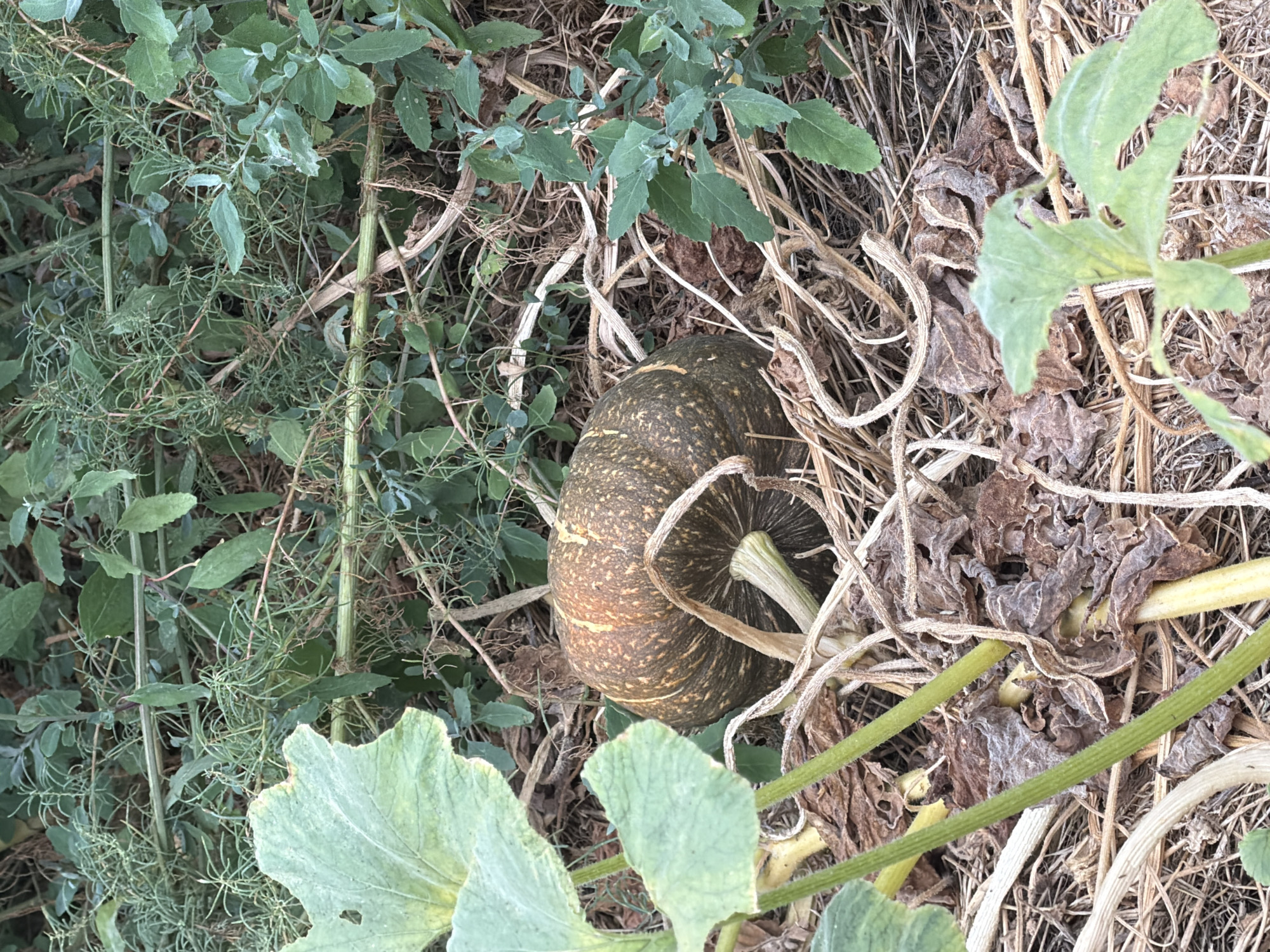 The image depicts a pumpkin nestled amongst dry leaves, vines, and green foliage. The pumpkin is round with a dark green, mottled surface and some lighter orange and yellow striations. It is partially obscured by dried plant matter and surrounded by the overgrowth of a garden. The scene appears to be outdoors in a natural setting.