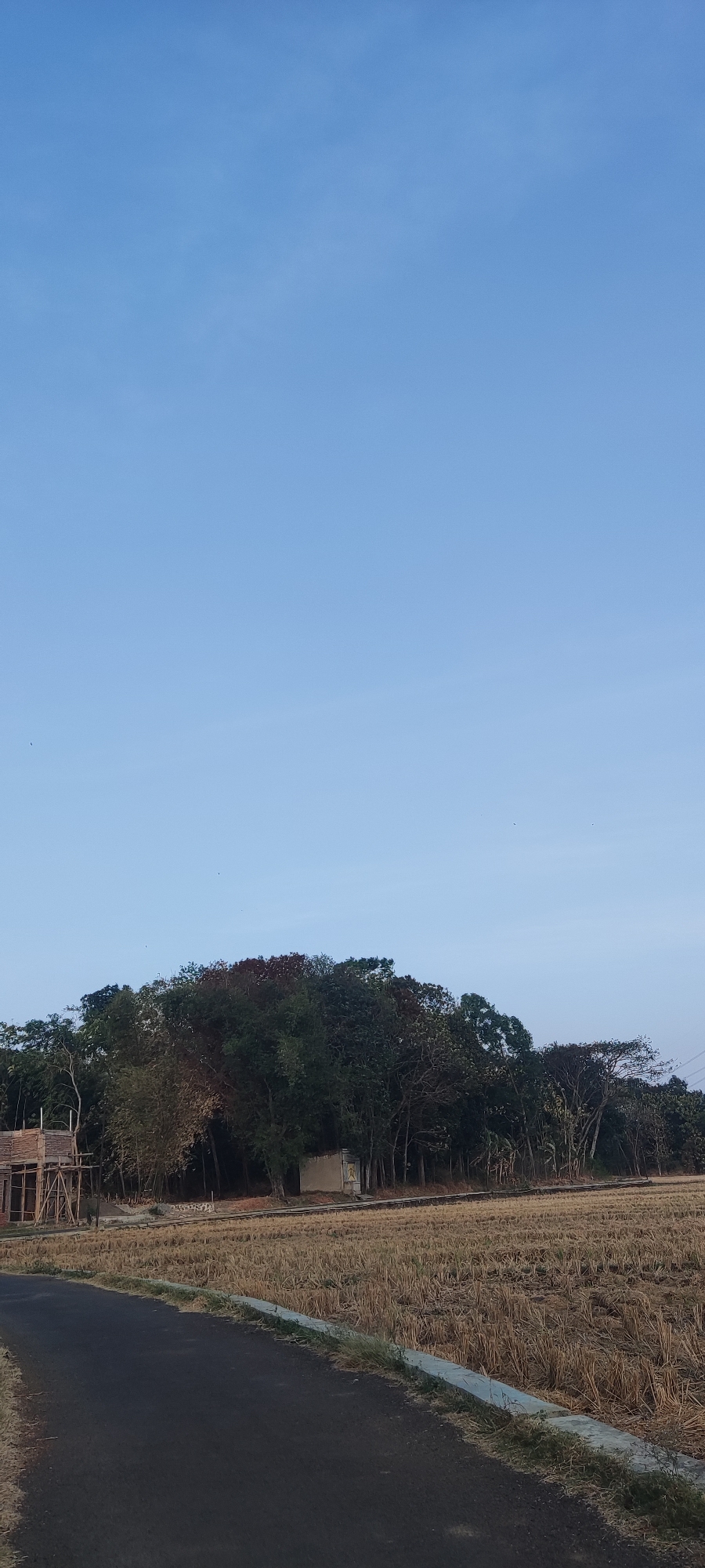 The image depicts a rural landscape in Sedong Kidul, Indonesia. The foreground is dominated by a paved road with a concrete curb running along its edge. To the right of the road is a field of dry, harvested crops, characterized by stubble. In the middle ground, a dense line of trees forms a backdrop, with some trees showing reddish-brown foliage, suggesting a seasonal change or type. A small, light-colored building or structure is partially visible within the treeline. To the far left, a wooden structure under construction, resembling scaffolding, is present. The background consists of a clear, pale blue sky with a few faint wisps of clouds and several small birds in flight. The overall scene captures a tranquil, rural setting at what appears to be either early morning or late afternoon due to the lighting conditions.