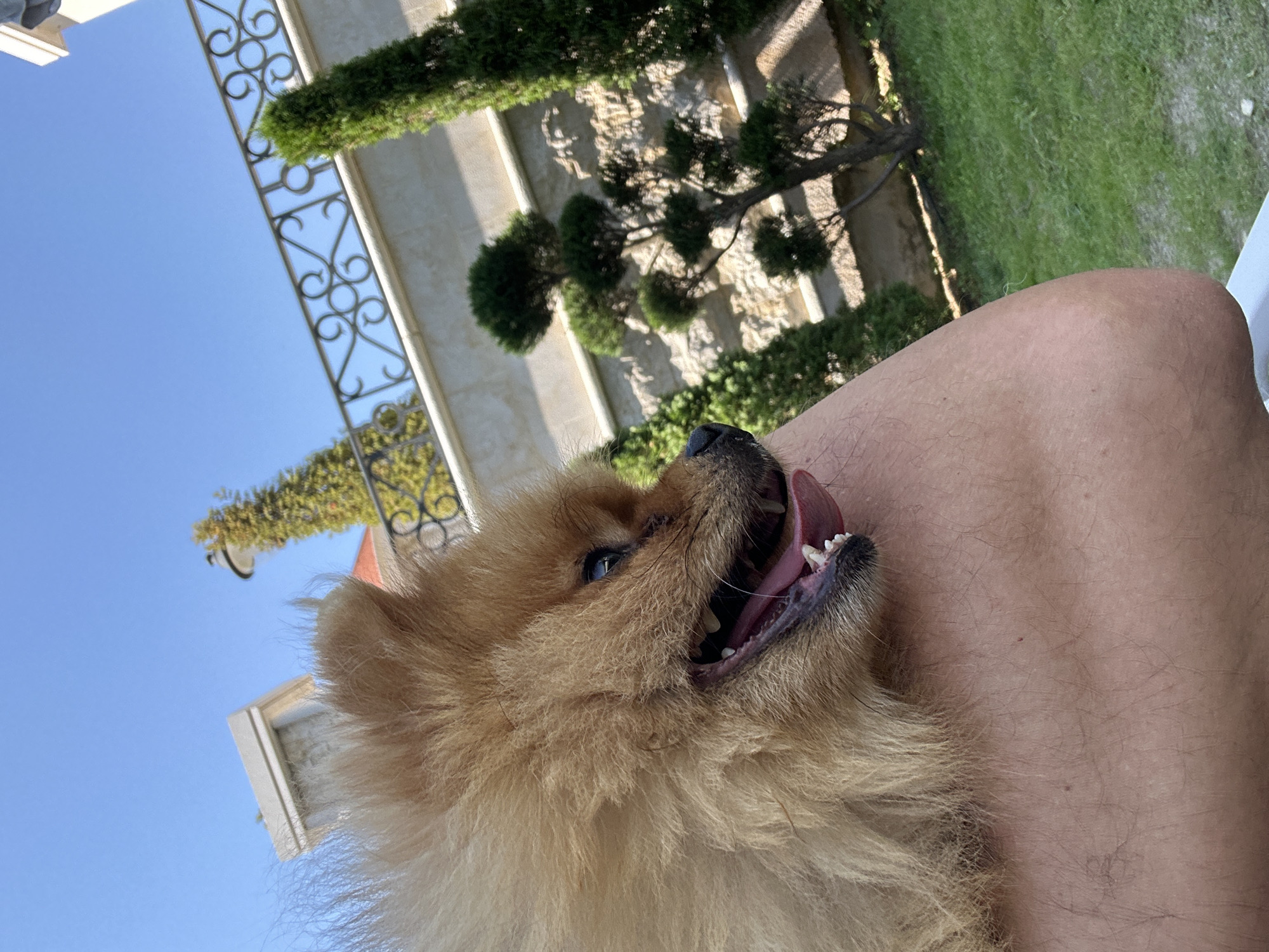 A tan Pomeranian dog with its mouth open is being held on a person's arm in a backyard. The dog's tongue is visible, and it appears to be panting. The background shows a stone wall, a decorative metal fence, and several sculpted trees. A clear blue sky is above. The scene suggests a sunny day outdoors, likely in a residential area with a well-maintained garden. The location is Asenovgrad, Bulgaria.
