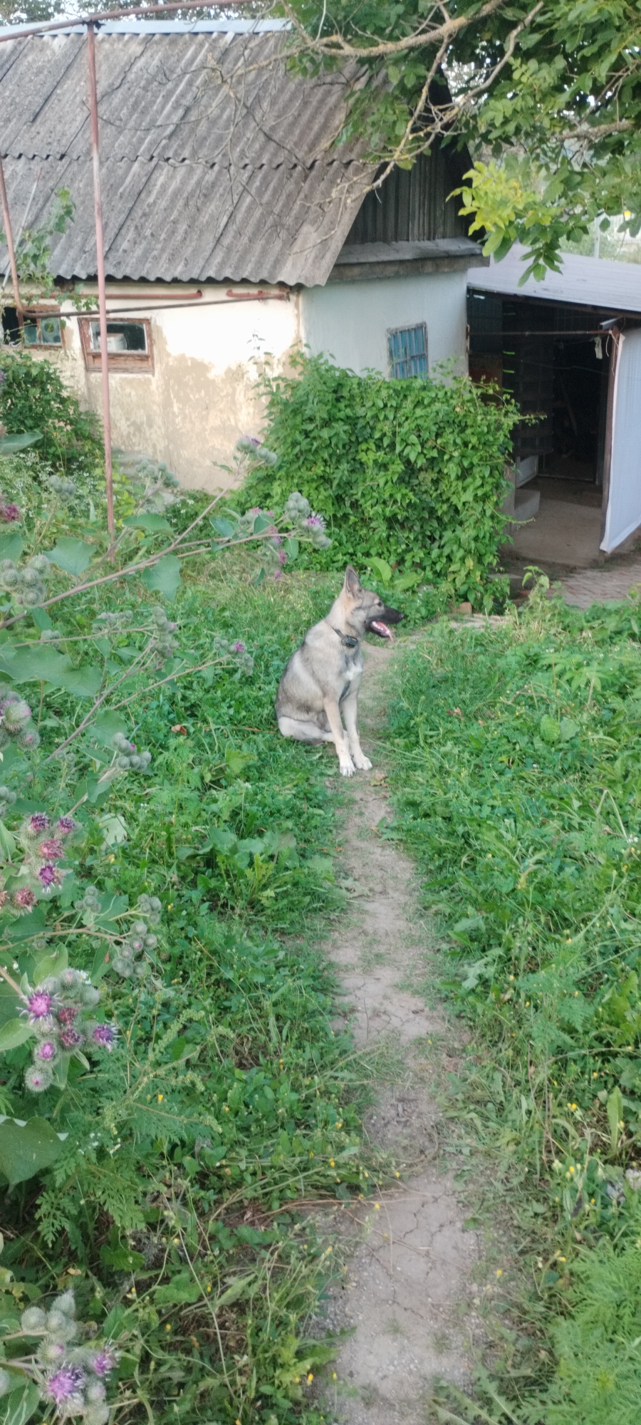 A medium-sized, tan and grey dog with erect ears and a black collar sits on a dirt path in a grassy yard. The dog is facing right with its mouth slightly open. To the left of the dog, there are large plants with spiky seed heads and purple flowers. Behind the dog and to the left, an old, weathered building with a grey, corrugated roof and a light-colored stucco exterior is visible. The building has a wooden-framed window with broken glass. To the right of the dog, a dense patch of green foliage obscures part of the scene. Further to the right, a white tarp-covered structure with an open side is visible, suggesting a lean-to or shed. The environment appears to be rural or suburban, with overgrown vegetation and a rustic building. The image is taken outdoors during the daytime.