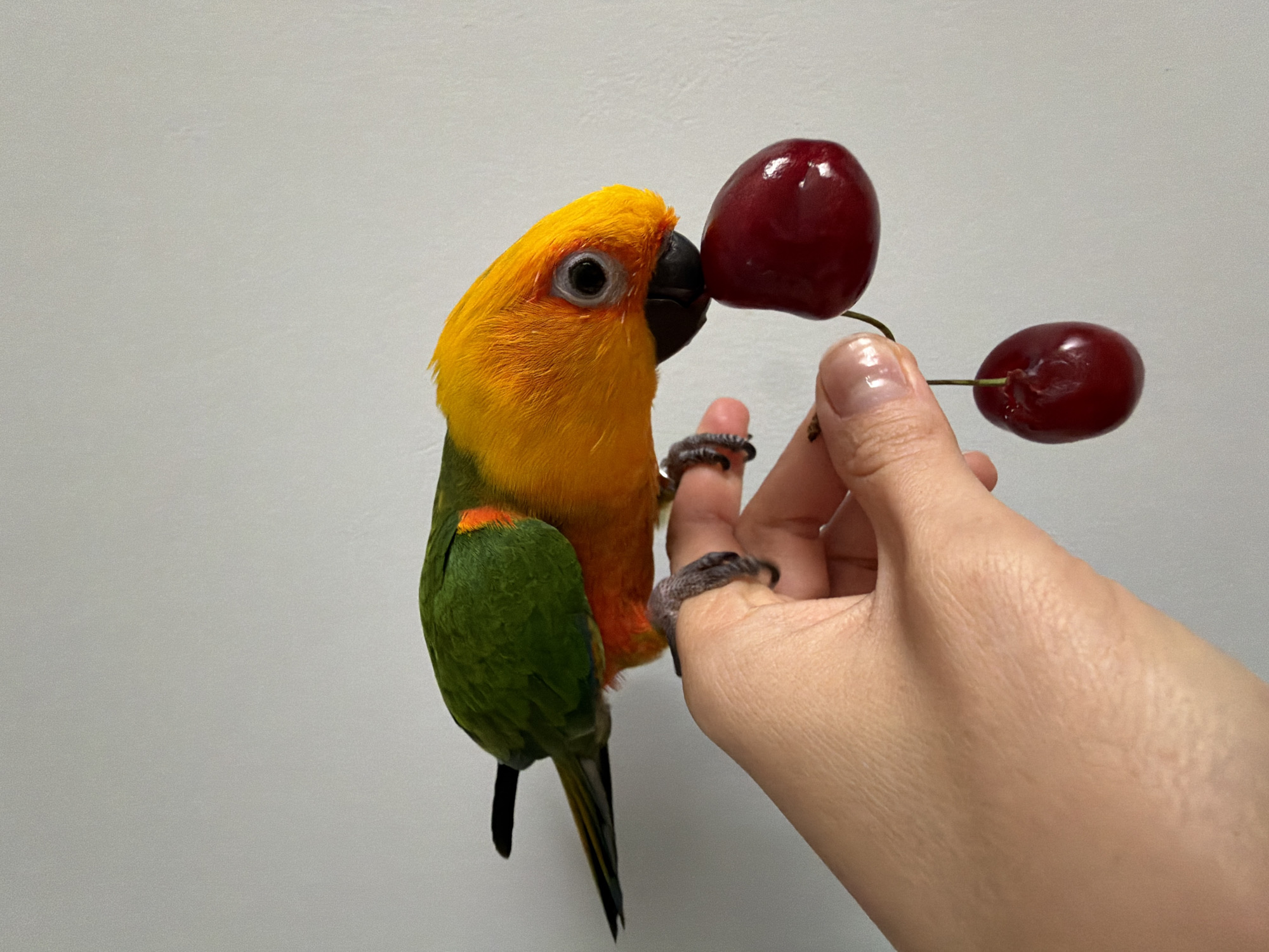 A colorful parrot clings to a hand holding two cherries. The parrot has a yellow head and neck, orange chest, and green wings. The background is a plain white wall. There is no indication of the image being located in Khimki, Russia, or any other specific location.