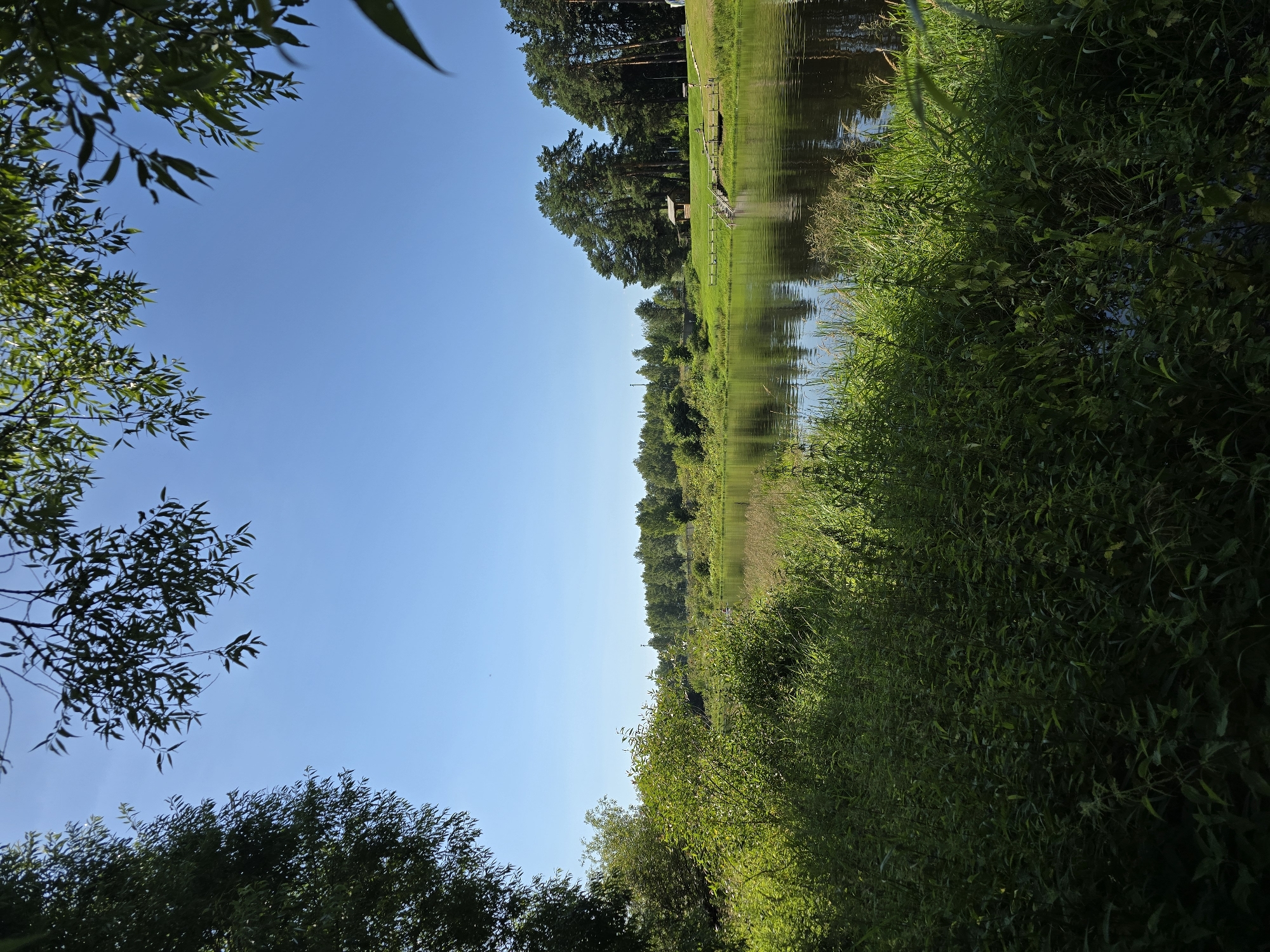 A still, wide shot captures a serene river scene under a clear blue sky. Lush green foliage dominates the foreground, with tall grass and bushes lining the riverbank. The dark, calm water of the river reflects the sky and the surrounding trees. Across the river, a grassy bank is dotted with tall pine trees, and a small wooden gazebo with a wooden deck and steps leading into the water. The scene appears peaceful and natural, with no visible people or signs of activity beyond the gazebo and its dock. The location is specified as Voinskaya Chast' Mchs, Russia.