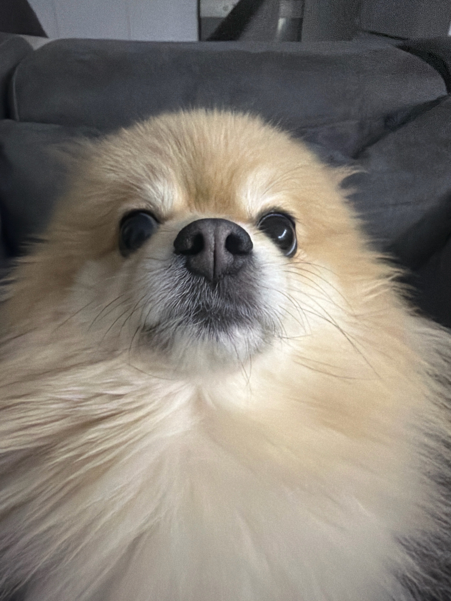 A Pomeranian dog is the subject of this close-up, low-angle, head-on shot. The dog is facing the camera with its nose slightly elevated. Its fur is a light tan color with darker tips around the ears and nose. The dog has large, dark eyes and a black nose. It appears to be resting on a dark gray upholstered surface, possibly a sofa or chair. The background is out of focus and consists of the same dark gray material. There is no indication of the location in Tbilisi, Georgia.