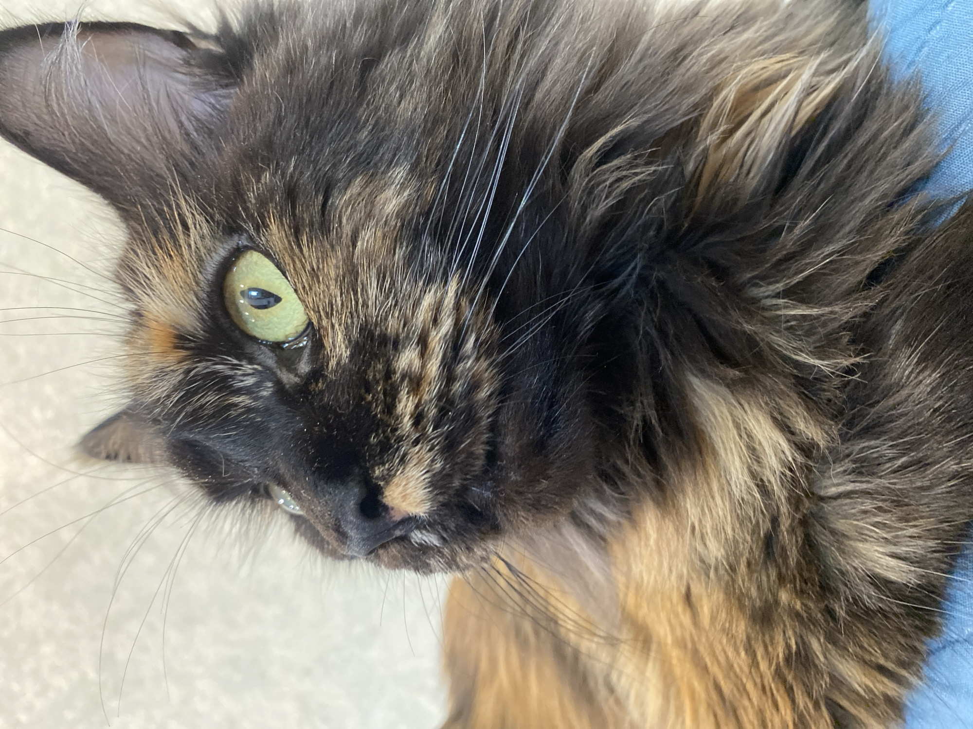 A close-up, eye-level, medium shot captures the head and upper body of a tortoiseshell cat, facing left and looking upwards. The cat has striking green eyes, a dark nose with a pinkish hue, and long, white whiskers. Its fur displays a mix of black, brown, and orange patches, with a shaggy texture. The background is a softly blurred, light-colored surface, possibly a wall. The cat is resting on a blue surface, likely fabric. There is no information available to place this image within the city of Tyumen, Russia.