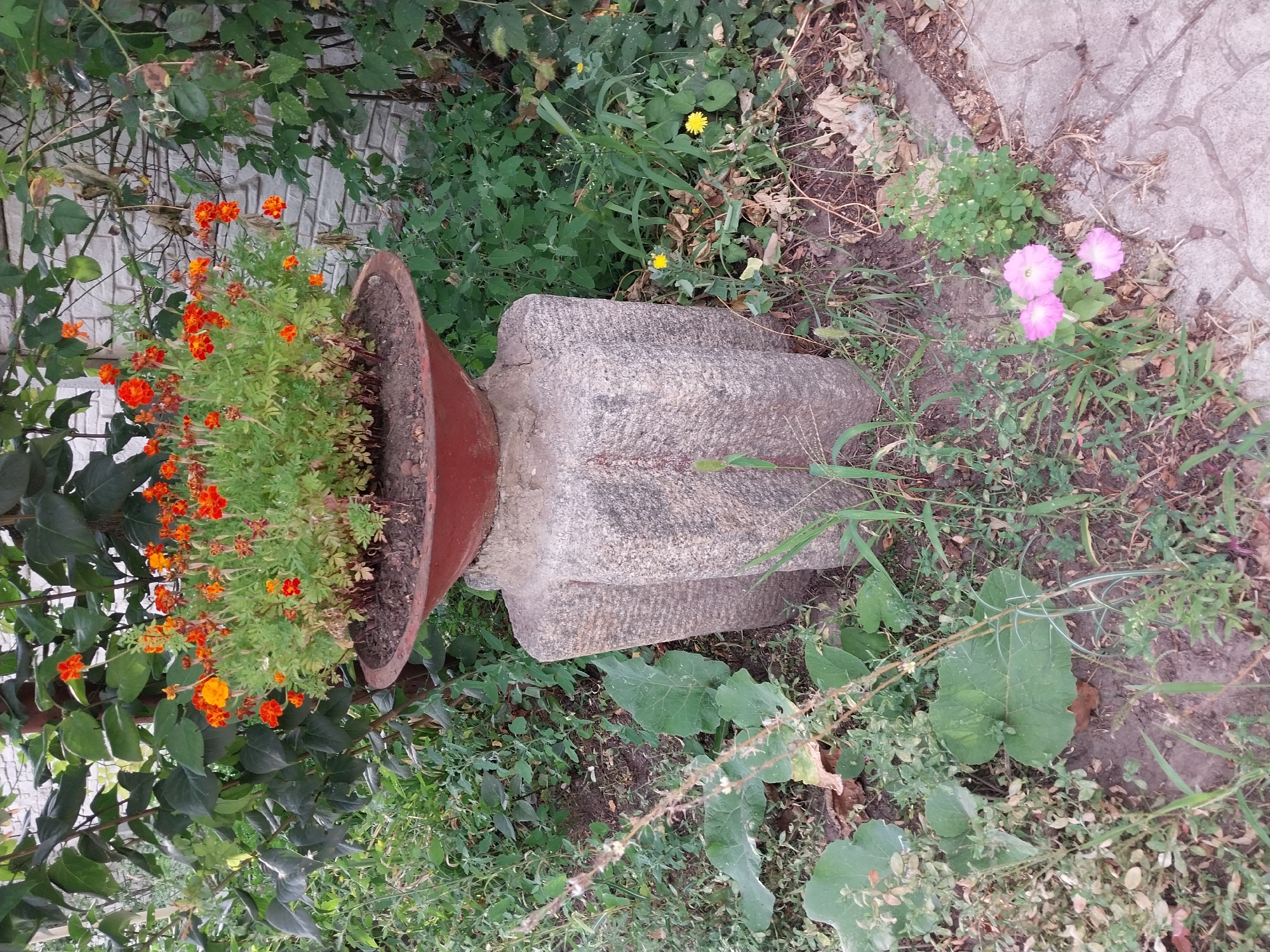 A weathered, carved stone pedestal supports a large, dark red planter overflowing with vibrant orange and red marigolds. The planter sits amongst lush green foliage, with tall, leafy plants in the background partially obscuring a light-colored brick wall. Small yellow wildflowers and pink petunias are visible at the base of the pedestal, scattered amongst dry leaves and sparse green ground cover. The scene is outdoors, with dappled sunlight suggesting it is daytime. The location is Doslidne, Ukraine.