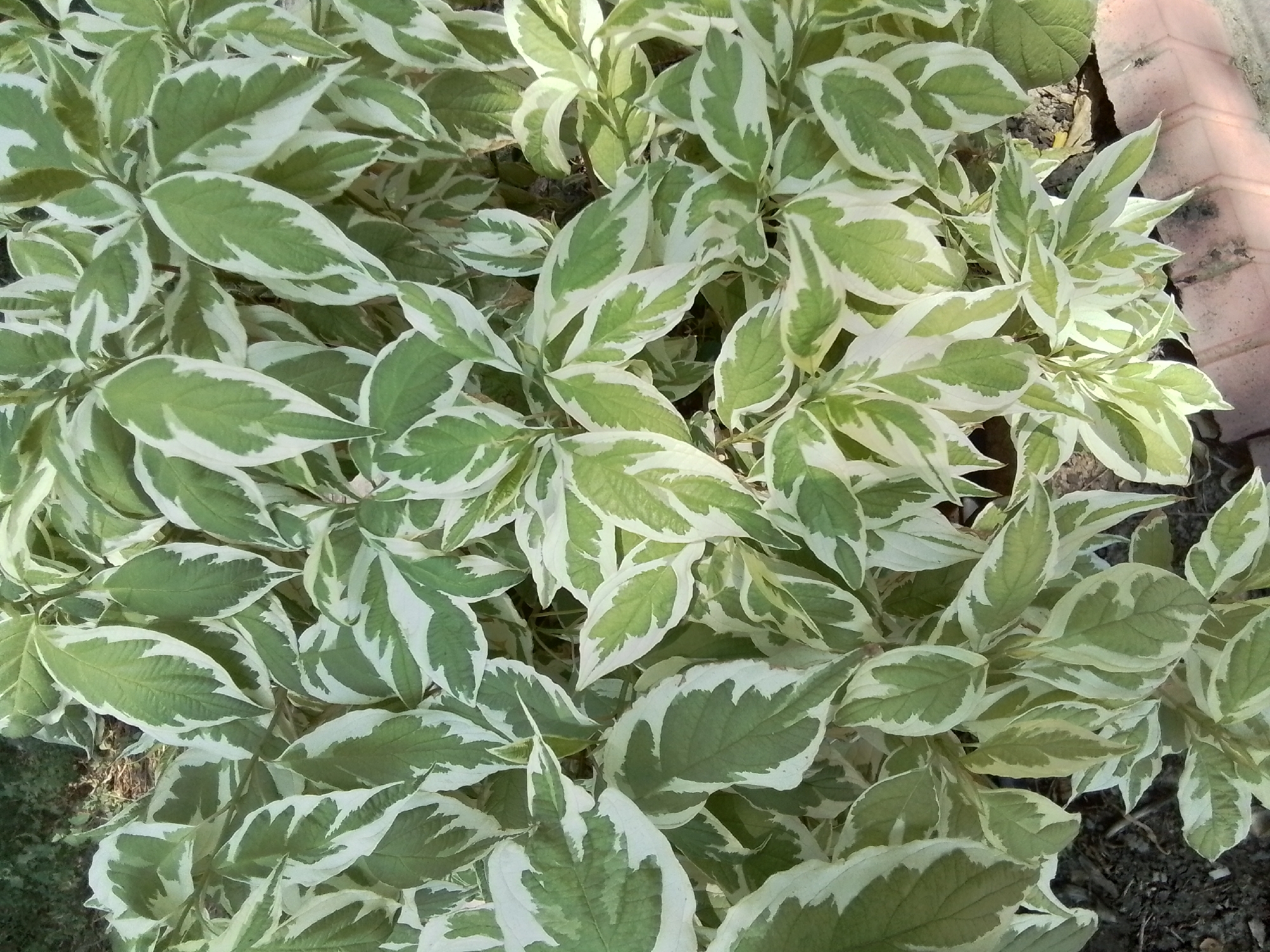 The image shows a dense cluster of variegated green and white leaves of a shrub, likely Cornus alba 'Elegantissima' (a variety of dogwood), outdoors. The leaves are ovate with pointed tips and have irregular white margins or patches. The plant is growing in soil, and a section of pinkish-brown brickwork is visible in the lower right corner, suggesting an urban garden or park setting. The lighting suggests it is daytime. There are no people or animals in the image. The location is identified as Almaty, Kazakhstan, based on the metadata.