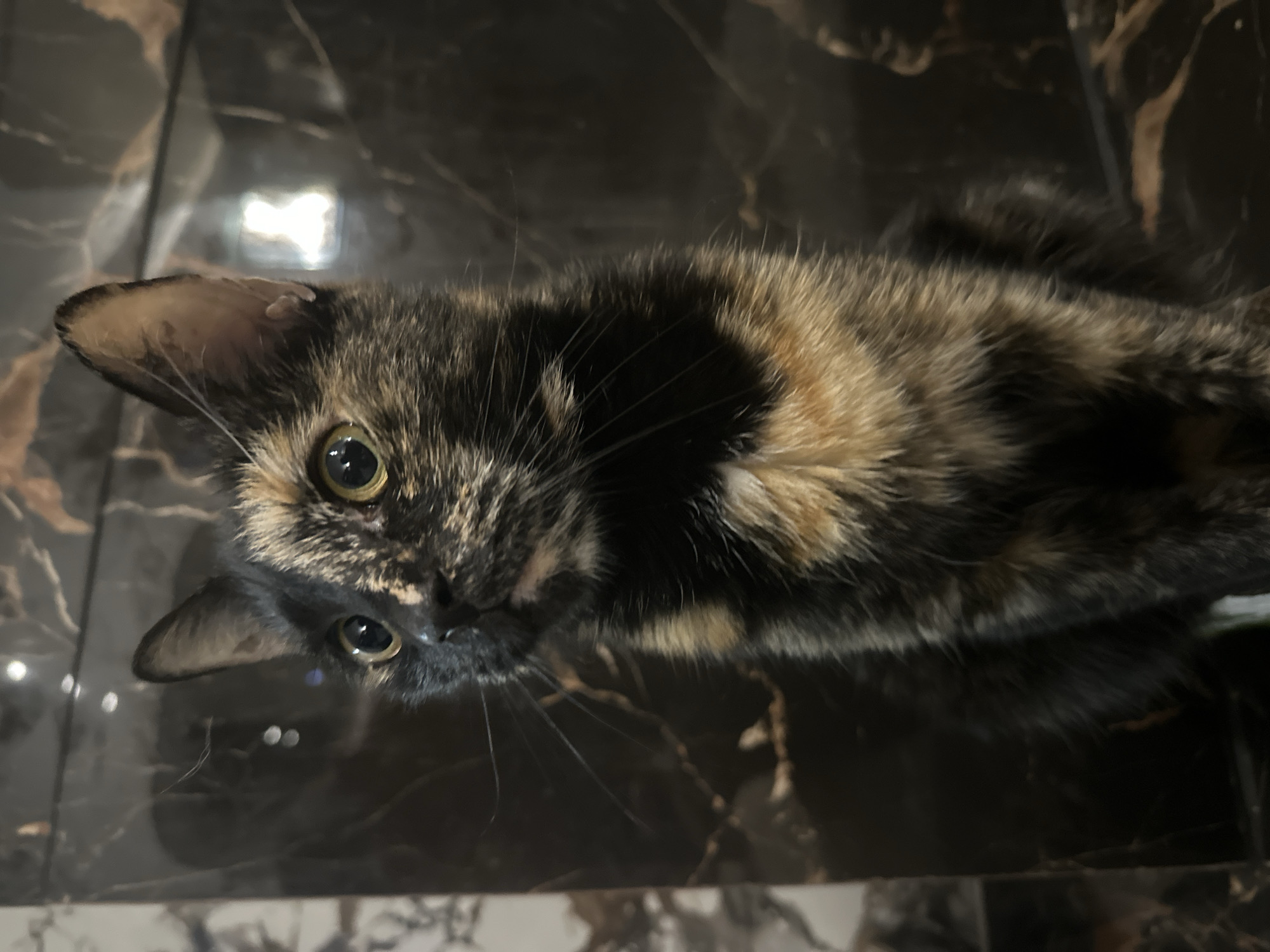 A tortoishell cat is captured in a close-up, vertical, medium shot. The cat is facing left, with its head tilted slightly upwards and its gaze directed away from the camera. Its fur displays a mix of black, brown, and tan patches. The background consists of a dark, marbled surface with visible reflections and subtle lighting, creating a sleek and somewhat opulent environment. The image does not provide any information about its location in the city of Virki, Russia, or any contextual details beyond the cat and its immediate surroundings.