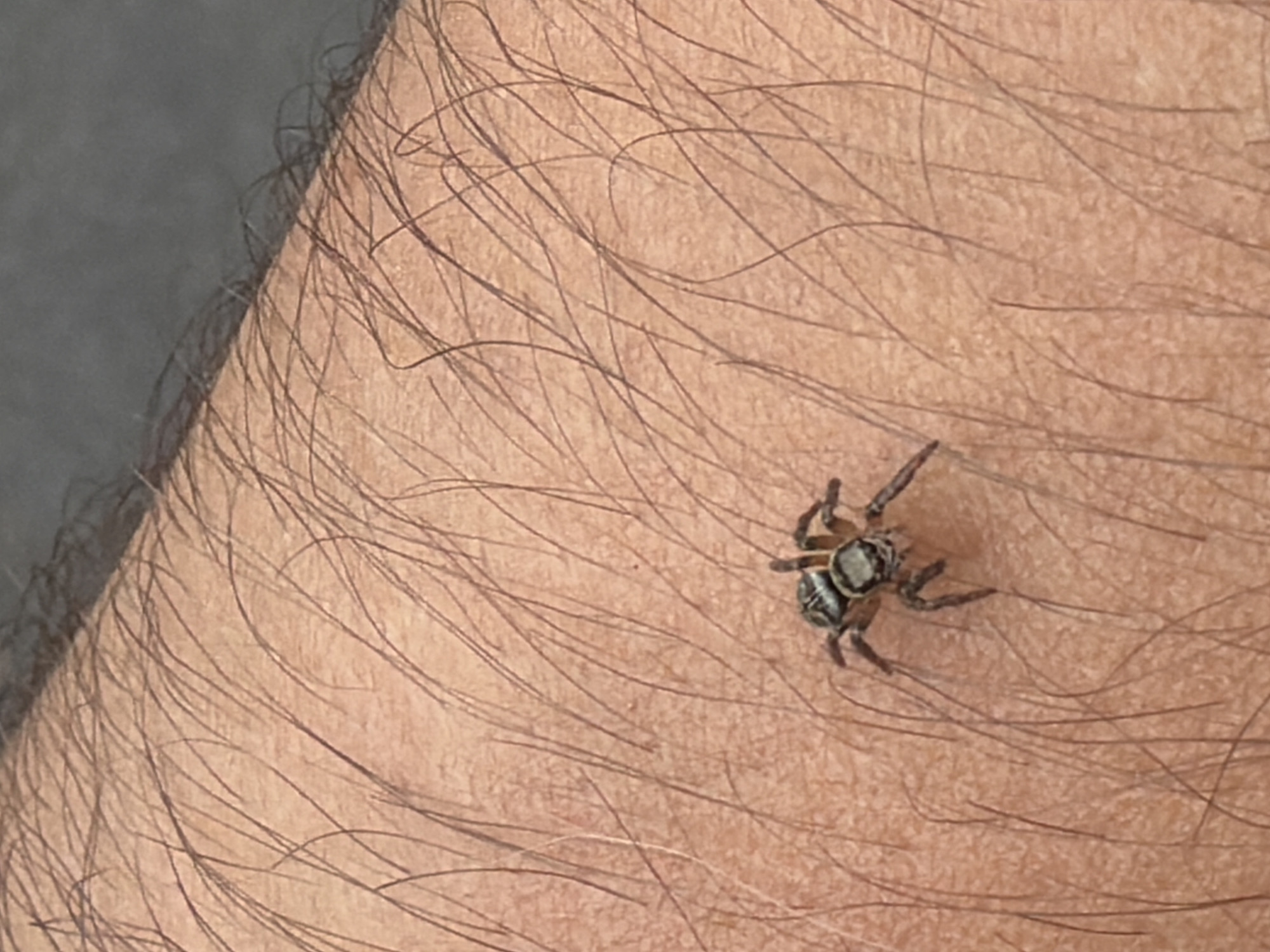 A small spider with dark legs and a striped body is perched on a human arm. The arm is covered in fine, dark hairs, and the skin appears to be a light tan color. The background is out of focus, but suggests a darker surface. The spider's body is segmented with distinct patterns on its abdomen and cephalothorax. It is oriented with its head facing left and its legs splayed out, appearing to be in motion. The image is a close-up shot, focusing on the spider and the texture of the skin. The scene does not provide any information to determine its location in Izhevsk, Russia.