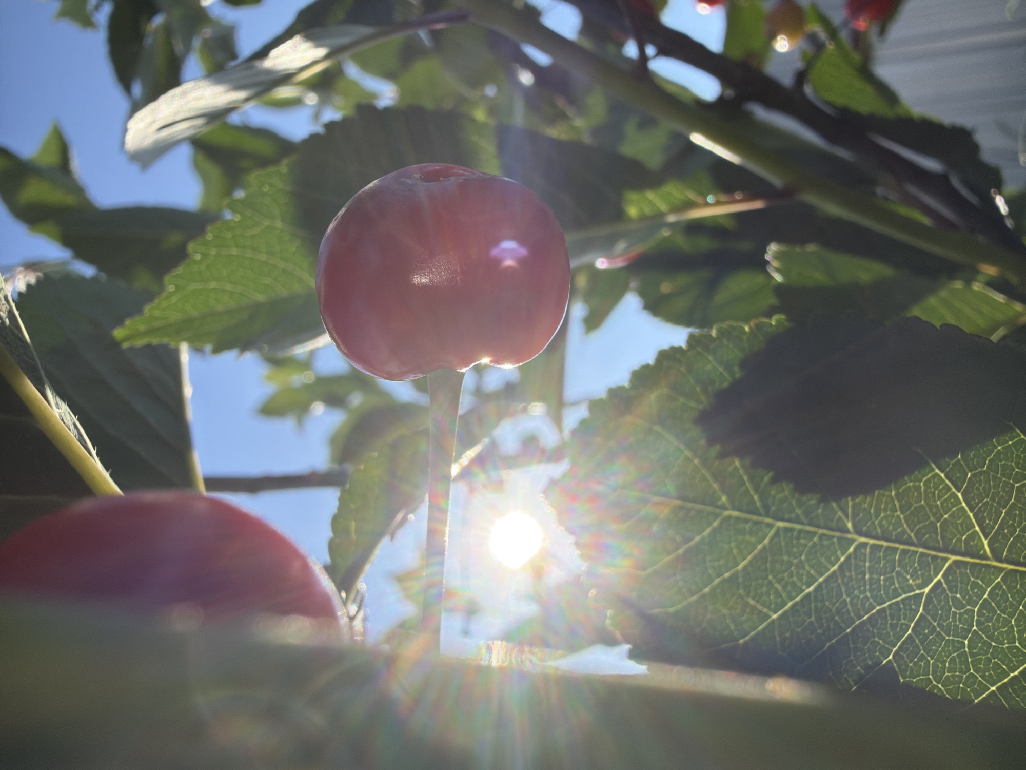 This is a close-up, low-angle shot of cherries on a branch, bathed in bright sunlight. The scene is set outdoors, likely in a natural environment like a garden or orchard, given the presence of leaves and cherries. The sky is visible in the background, appearing clear and blue, suggesting fair weather. The sun is a prominent element, creating lens flare and light streaks across the image, indicating it's likely daytime, possibly morning or afternoon.
The primary subjects are two ripe cherries, one in sharp focus towards the center of the frame and another slightly out of focus in the lower left. The focused cherry is a deep red, with subtle highlights reflecting the intense sunlight. It hangs from a thin stem, surrounded by vibrant green leaves. The leaves are detailed, showing their veins, and some are partially obscured by the bright light. The overall impression is one of natural beauty and a warm, sunny day. There is no visible text in the image. The setting is likely Узюково, Russia, as indicated by the location context. The image evokes a feeling of natural abundance and the warmth of the sun.