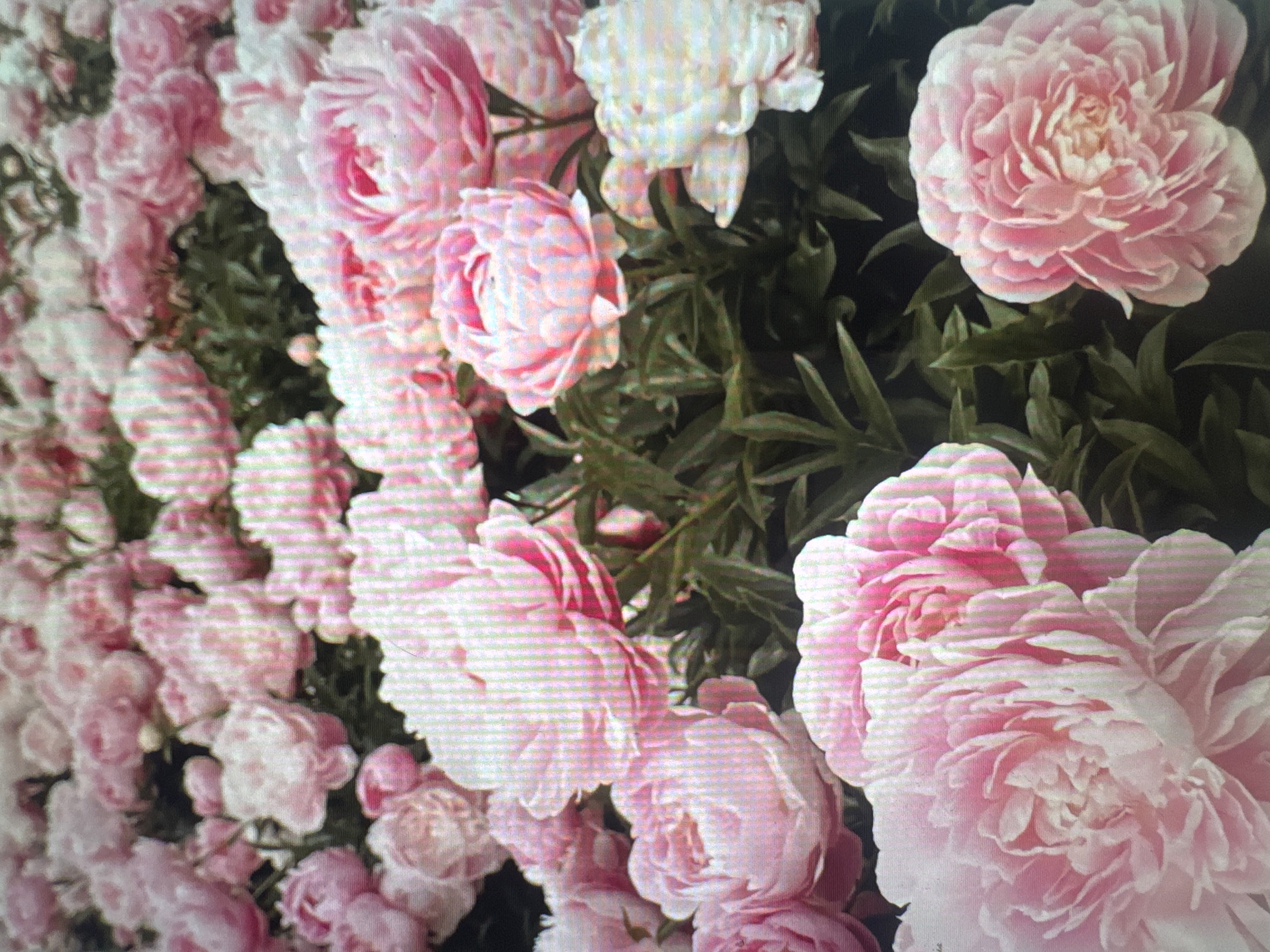 The image displays a dense field of pink and white peonies. The flowers are in full bloom, with many layers of delicate petals. The foliage is a deep green, providing a lush backdrop to the blossoms. The lighting suggests it is daytime, possibly late morning or early afternoon, with soft shadows indicating natural light. There are no people or man-made structures visible in the image.
The prompt asks for the location in Omsk, Russia. However, the image itself provides no information to determine its specific location, either within Omsk or anywhere else. Therefore, no details about Omsk, Russia can be inferred from the visual content.