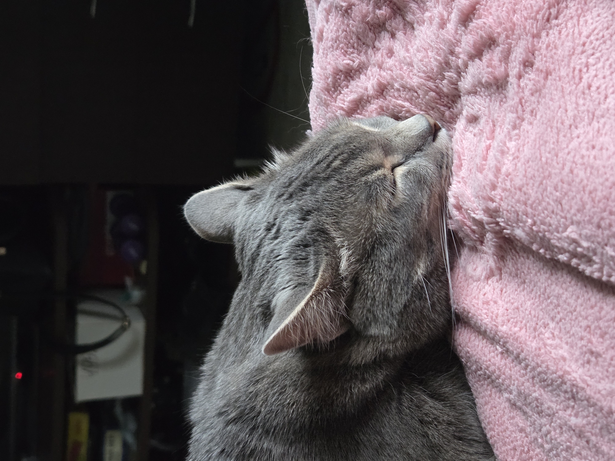 A gray tabby cat is rubbing its face against a pink towel. The cat's eyes are closed. The towel is soft and fluffy. The background is dark and blurry.