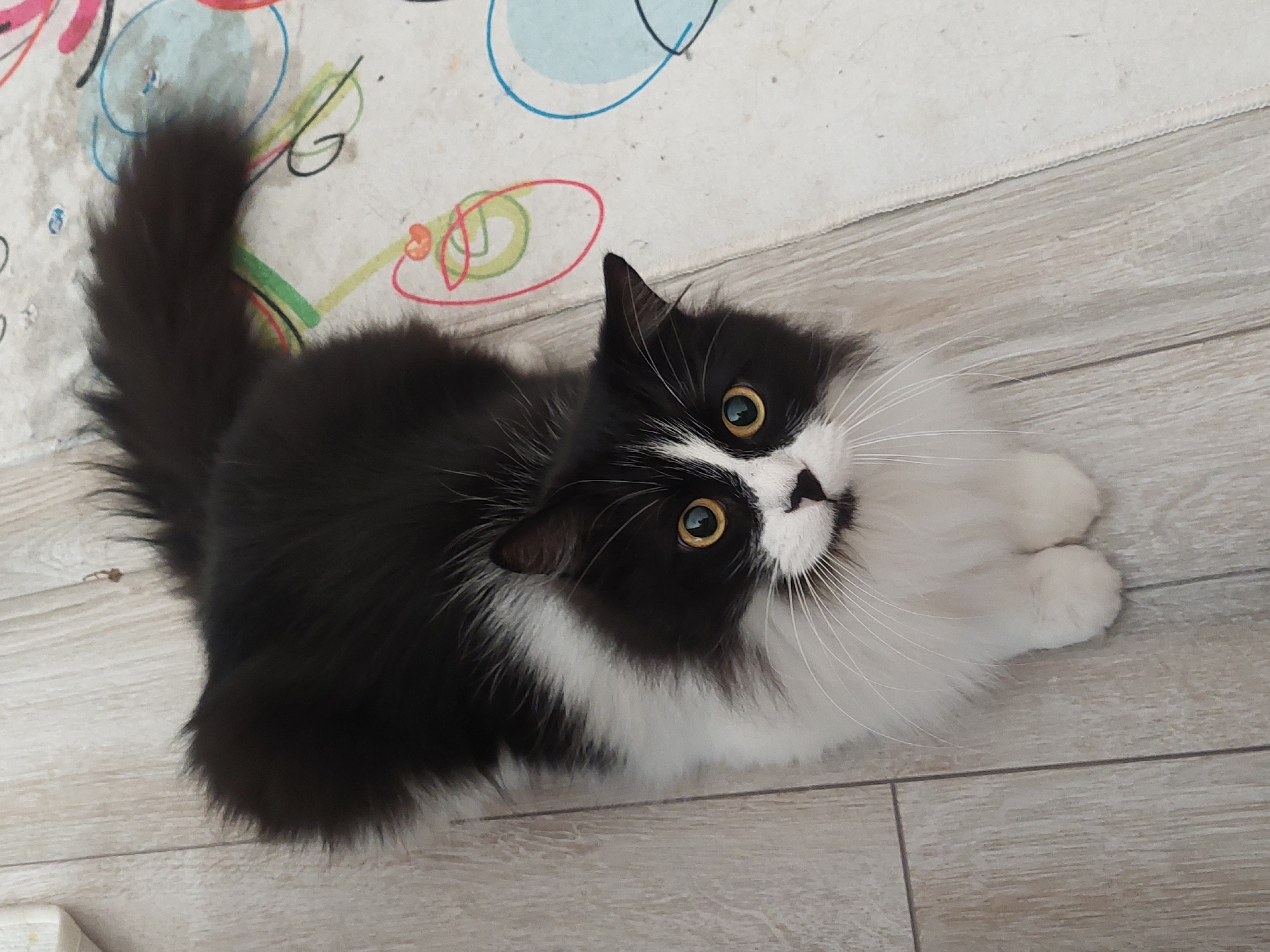 A black and white cat lies on a light-colored wooden floor, its face turned upwards. The cat has long white whiskers and bright yellow eyes. The front paws are neatly tucked together. Part of a patterned rug is visible in the background. The location is unknown, so I cannot confirm it is in Plovdiv, Bulgaria.