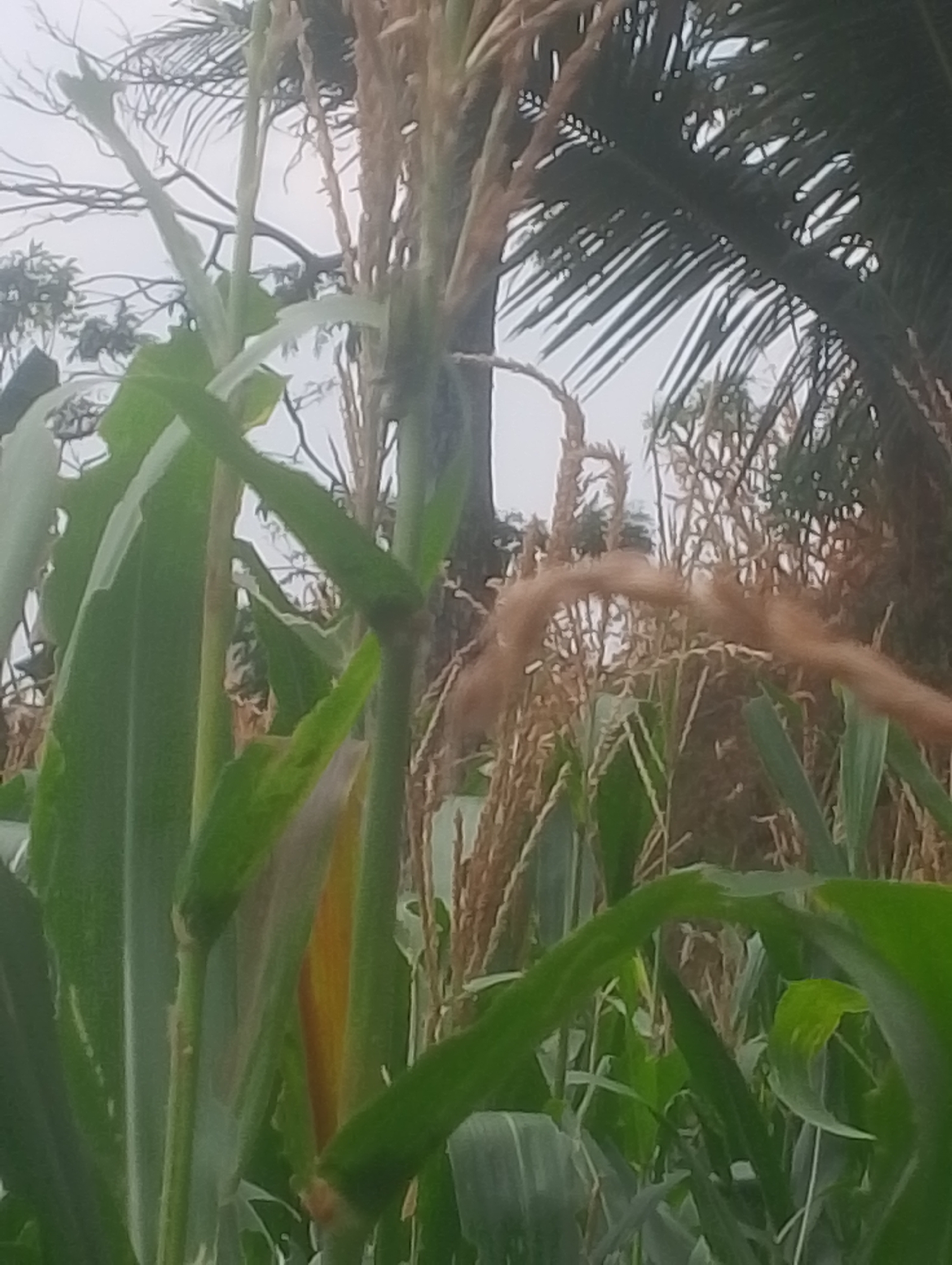 This is a close-up, vertically oriented image of corn stalks in a field. The foreground is dominated by large, green corn leaves and stalks, with some dry, brown tassels visible. In the background, more corn stalks and some palm fronds can be seen against an overcast sky. The scene appears to be a rural agricultural area. There are no people or animals visible in the image. The lighting suggests it is daytime, possibly late afternoon or early morning, due to the diffused light. The overall impression is one of lush, green vegetation.