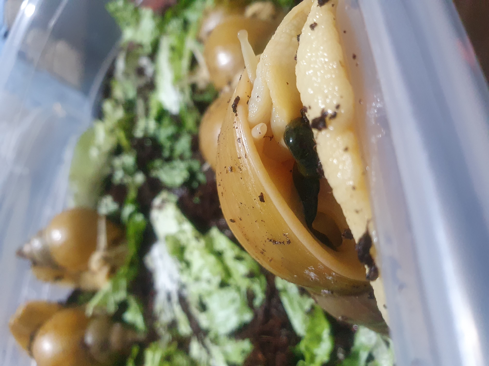 The image shows a close-up of several large snails within a clear plastic container. The snails have light brown, spiral shells and pale bodies. One snail in the foreground is partially visible, with its head and tentacles extended. The container is filled with a substrate of dark soil and green leafy material, likely food for the snails. Some soil particles are visible on the snails' shells and bodies. The background is blurred, but appears to show more snails and the contents of the container. There is no discernible information about the city of Shiraz, Iran, or any people present in the image.