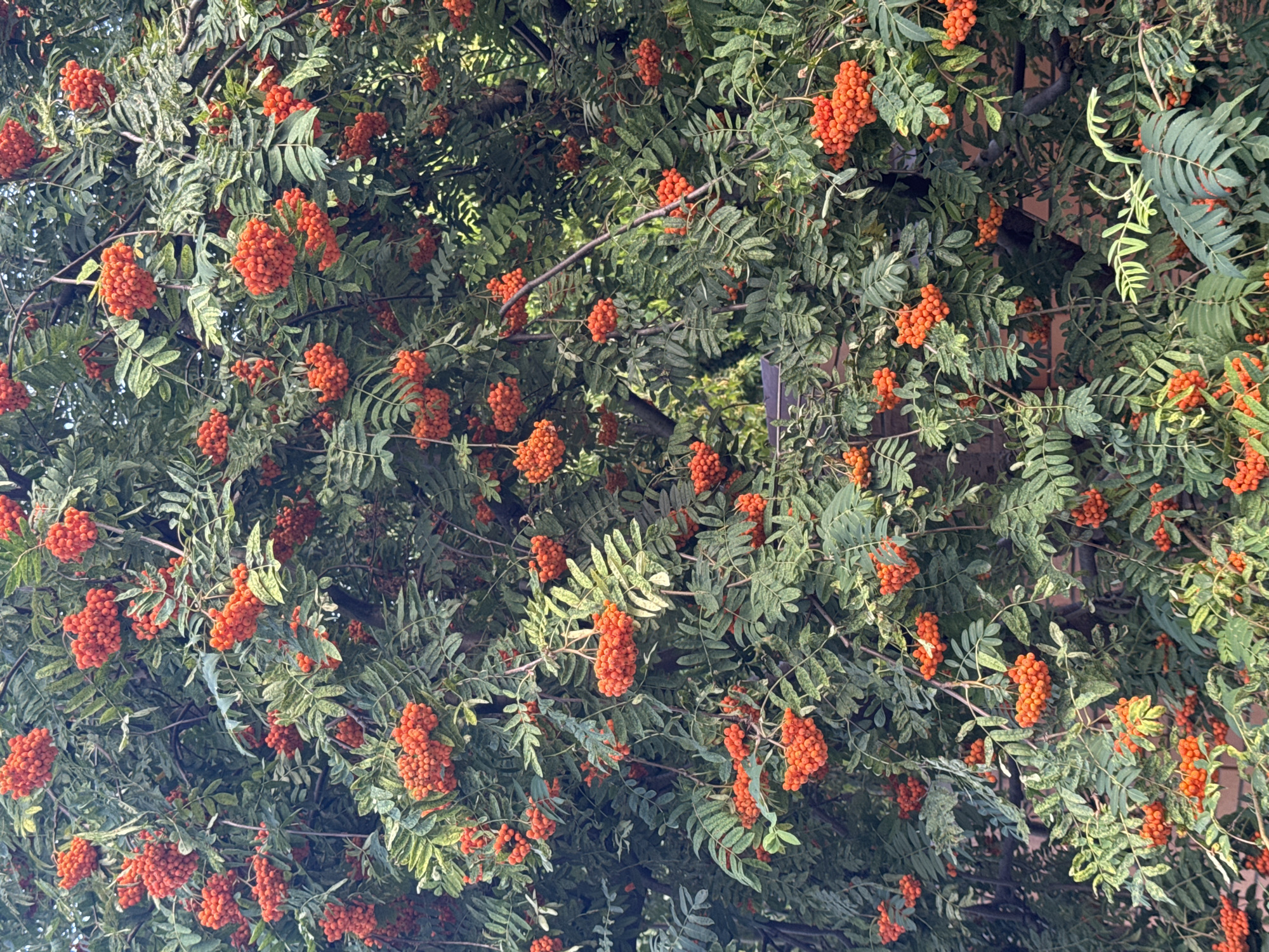 This image shows a close-up view of a Rowan tree with abundant bright orange-red berries and green leaves. The berries are clustered together in large bunches on the branches. The foliage is dense, creating a lush and natural appearance. The background is filled with more of the tree's branches, leaves, and berries, suggesting a full and mature tree. Part of a brick wall and a darker structure, possibly a roof or building element, are faintly visible through the dense greenery at the bottom left and center of the image. The lighting suggests it is daytime, with dappled sunlight filtering through the leaves. This scene is located in the city of Pohreby, Ukraine.