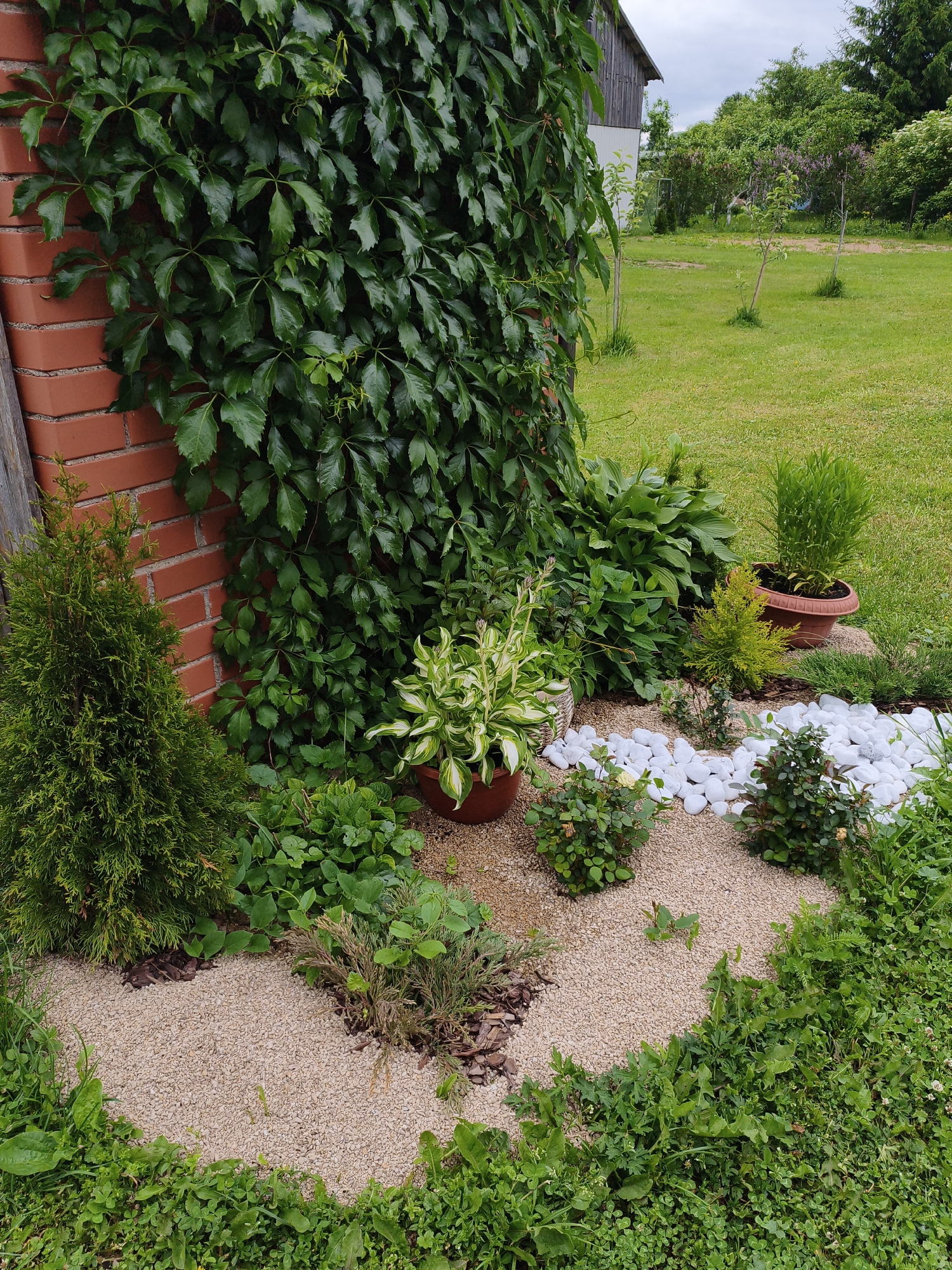 This is a medium-angle, eye-level, outdoor, daytime, full-shot photograph of a garden bed adjacent to a red brick wall covered in lush green ivy. The garden bed features a variety of plants, including a conical evergreen shrub on the left, a potted hosta with variegated green and white leaves in the center, and several smaller green shrubs and plants. The ground is covered with a mixture of light brown gravel and mulch. A section of the garden bed is decorated with smooth white stones. In the background, a green lawn slopes away, with several young trees and bushes. A rustic wooden building is partially visible in the upper right corner. The lighting is soft and diffused, suggesting an overcast day. The image was taken in the city of Brodi, Latvia. There are no people or animals visible in the photograph.