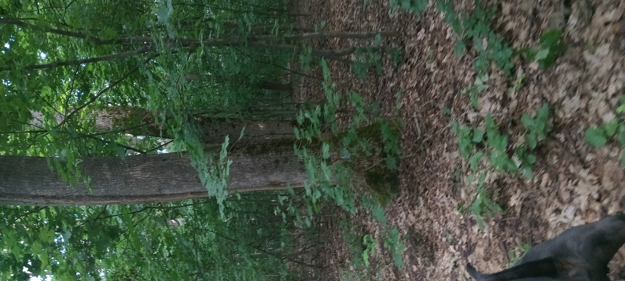 The image depicts a forest scene with a large tree trunk in the foreground, partially obscured by foliage. The ground is covered with fallen leaves and some low-lying green plants. The background consists of more trees and dense greenery, suggesting a natural, undeveloped area. There is a partial view of a dark-colored animal, possibly a dog, in the lower left corner of the image, with its head and part of its body visible. The overall lighting indicates it is daytime, though the dense canopy creates a somewhat shaded environment. The location is identified as Koviahy, Ukraine.