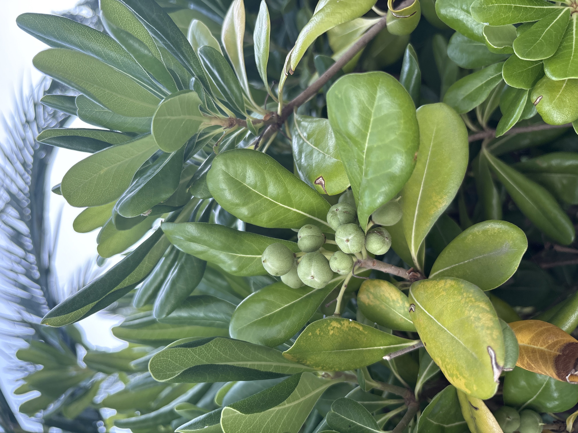 In the city of Bečići, Montenegro, a close-up, vertical, outdoor shot focuses on the lush green foliage of a plant. The plant features a cluster of small, round, green fruits, some of which appear slightly unripe. The leaves are broad and oval-shaped, with some exhibiting a yellowing or browning edge, suggesting a natural aging process. The background is softly blurred, revealing hints of other leaves and a bright, possibly overcast sky. The lighting is natural and diffused, casting no harsh shadows and highlighting the texture and veins of the leaves. The overall scene depicts a botanical detail, likely captured in a garden or natural setting within Bečići.