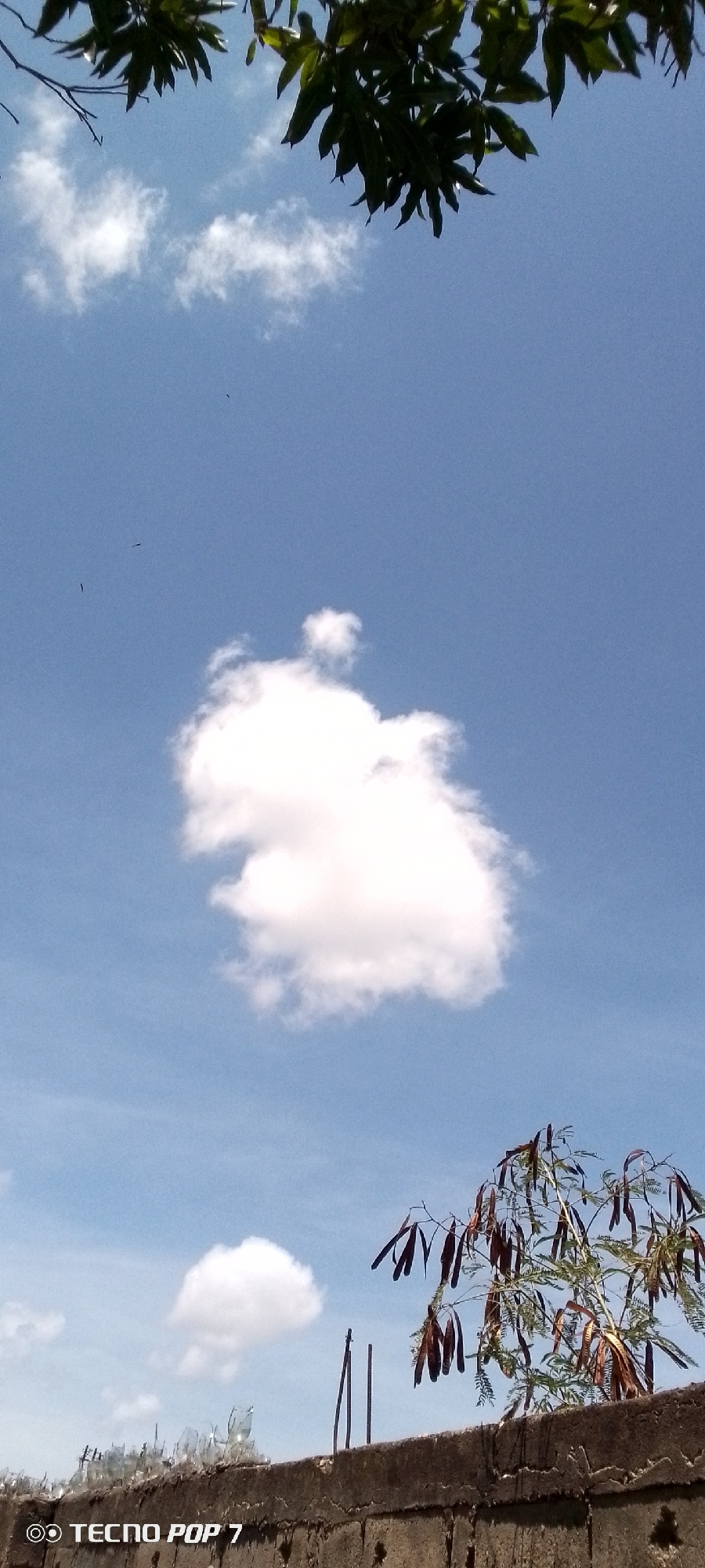 The image shows a bright, clear blue sky in Altagracia, Venezuela. A large, puffy white cloud dominates the center of the frame, with a smaller cloud below it. Green leaves of a tree are visible in the top portion of the image, while branches of another tree, covered with brown seed pods, are in the lower right. A concrete wall topped with broken glass and metal rods is visible at the bottom of the image. The words "TECNO POP 7" are in white text on the lower left corner of the image. The time of day appears to be midday due to the position of the sun.