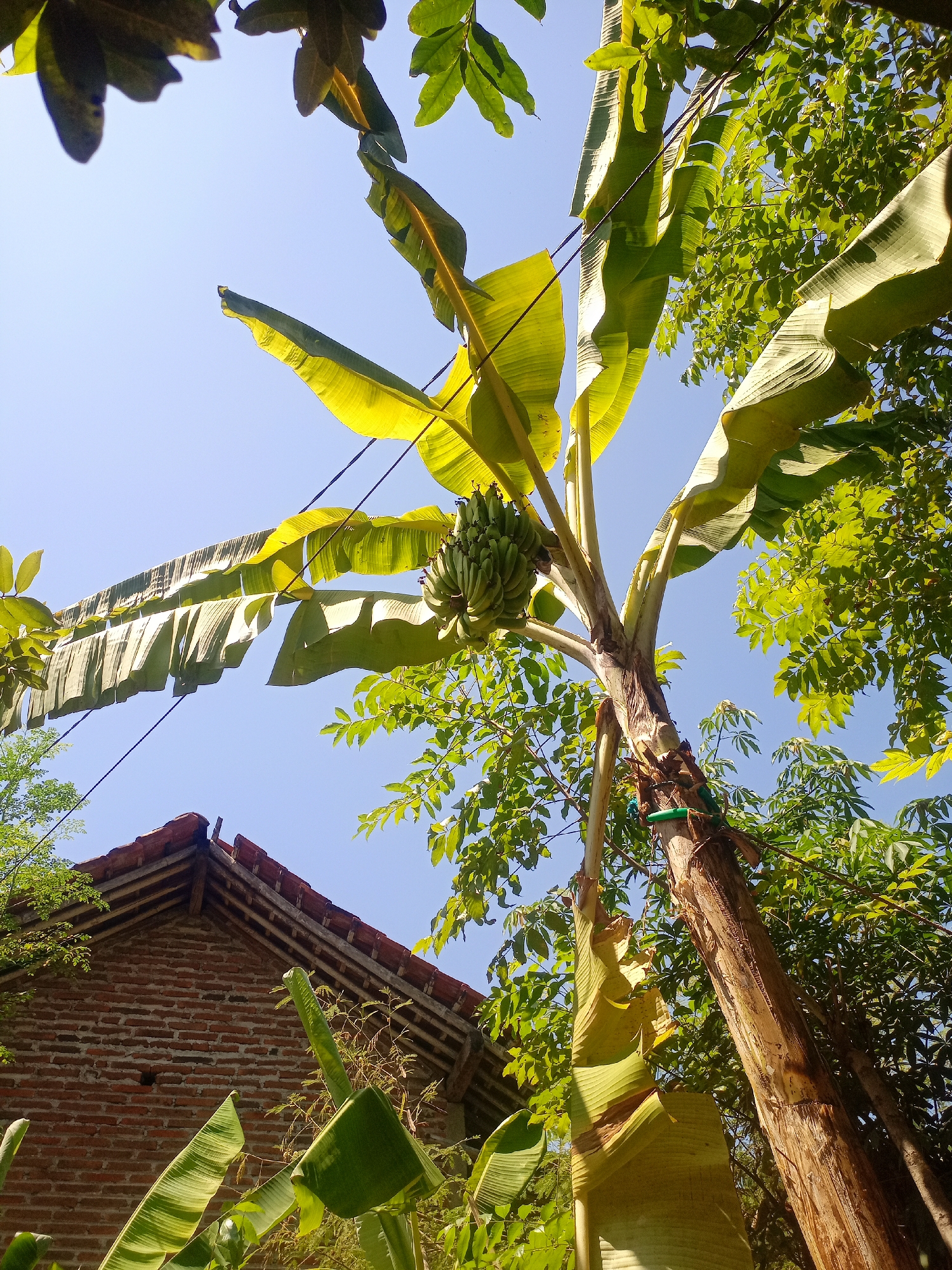 A low-angle outdoor shot captures a banana tree with a bunch of unripe bananas hanging from it, set against a clear blue sky. The banana tree's large, green leaves spread out, with some illuminated by sunlight. To the left of the frame, a portion of a brick building with a tiled roof is visible. The scene is filled with lush green foliage from other trees surrounding the banana tree. The photograph appears to be taken on a sunny day.