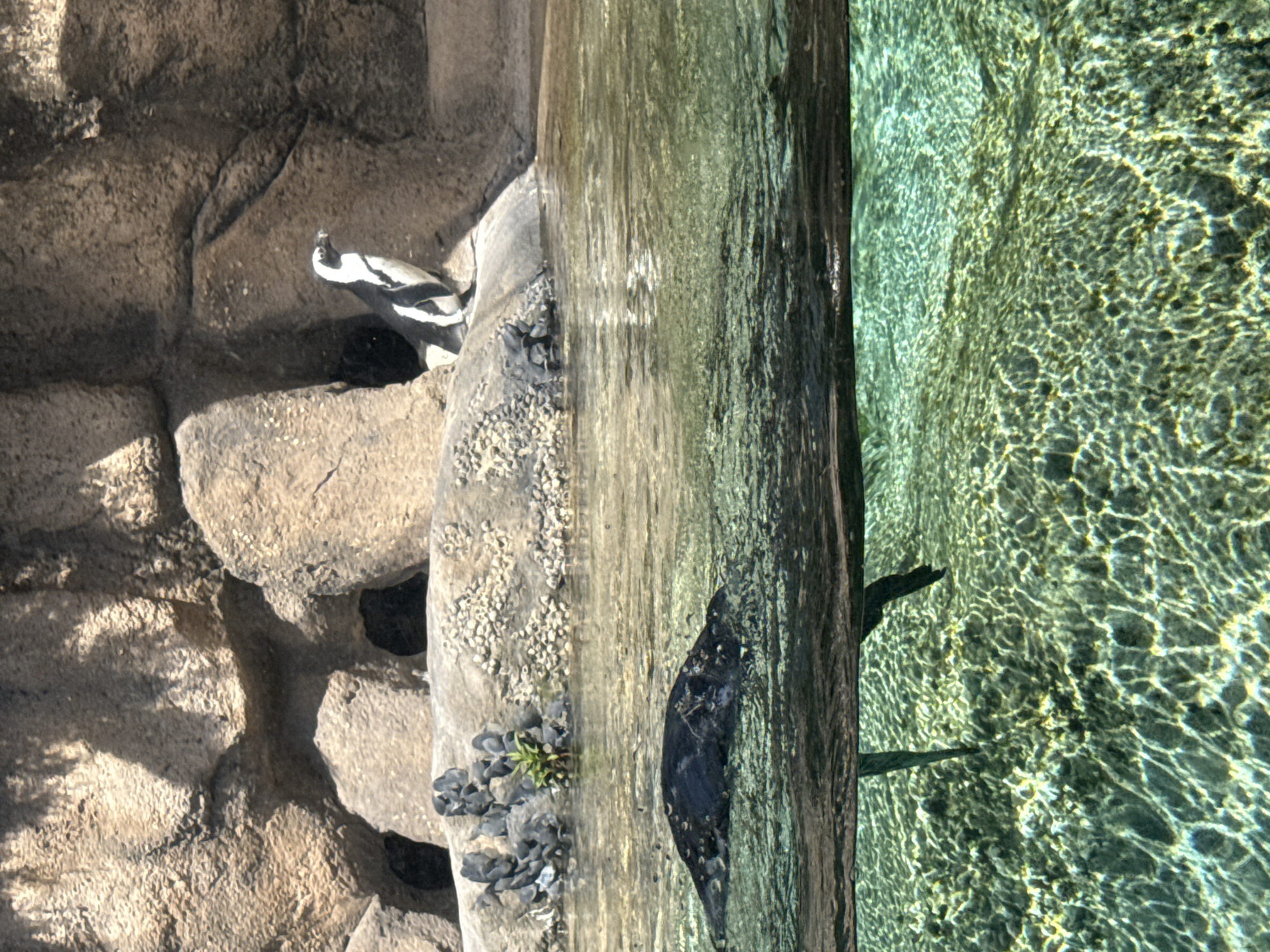 The image shows a zoo exhibit, potentially at the Lincoln Park Zoo in Chicago. The exhibit features a penguin standing on a rocky area next to a pool. There is also a black animal swimming in the pool. The water is clear and reflects light, creating a shimmering pattern on the bottom of the pool. The scene is a mixture of natural elements like rocks and water, and constructed elements like the pool.
