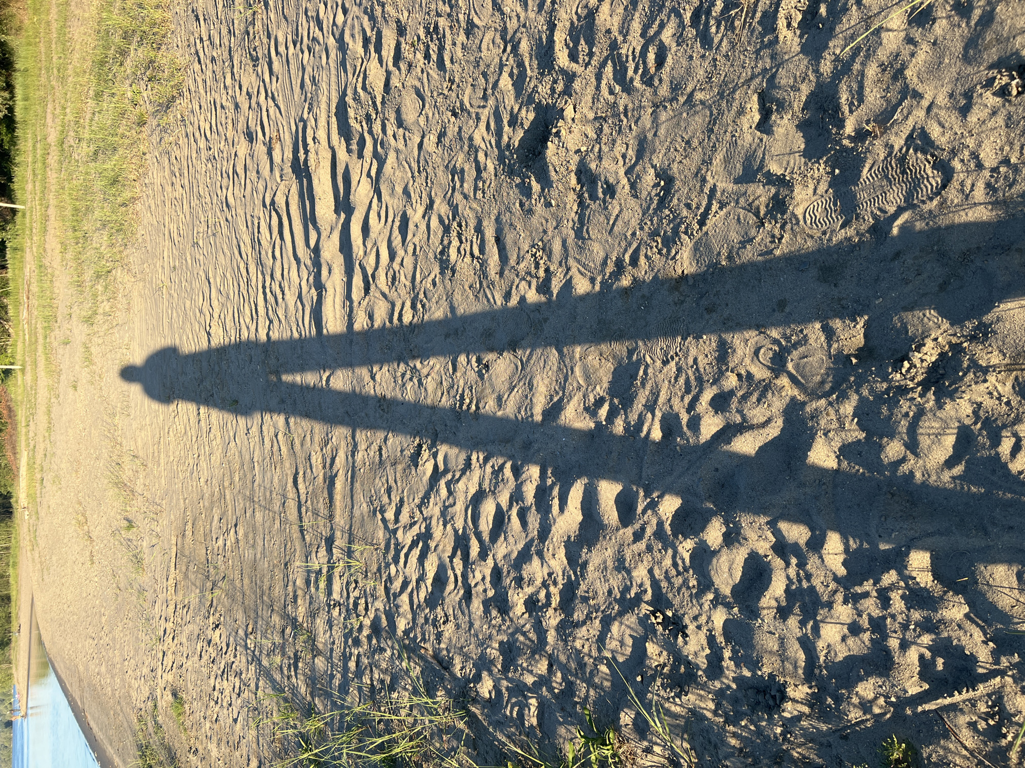 In Mochishche, Russia, a person's elongated shadow stretches across a sandy beach, casting a distinct outline on the uneven surface. The sand is textured with ripples and scattered with small clumps of dry grass, indicative of a natural, unkempt environment. Footprints are faintly visible in the sand, suggesting recent passage. In the background, the calm water of a lake or river meets the shore, fringed by a dense line of trees under a clear sky, bathed in the warm light of either sunrise or sunset.