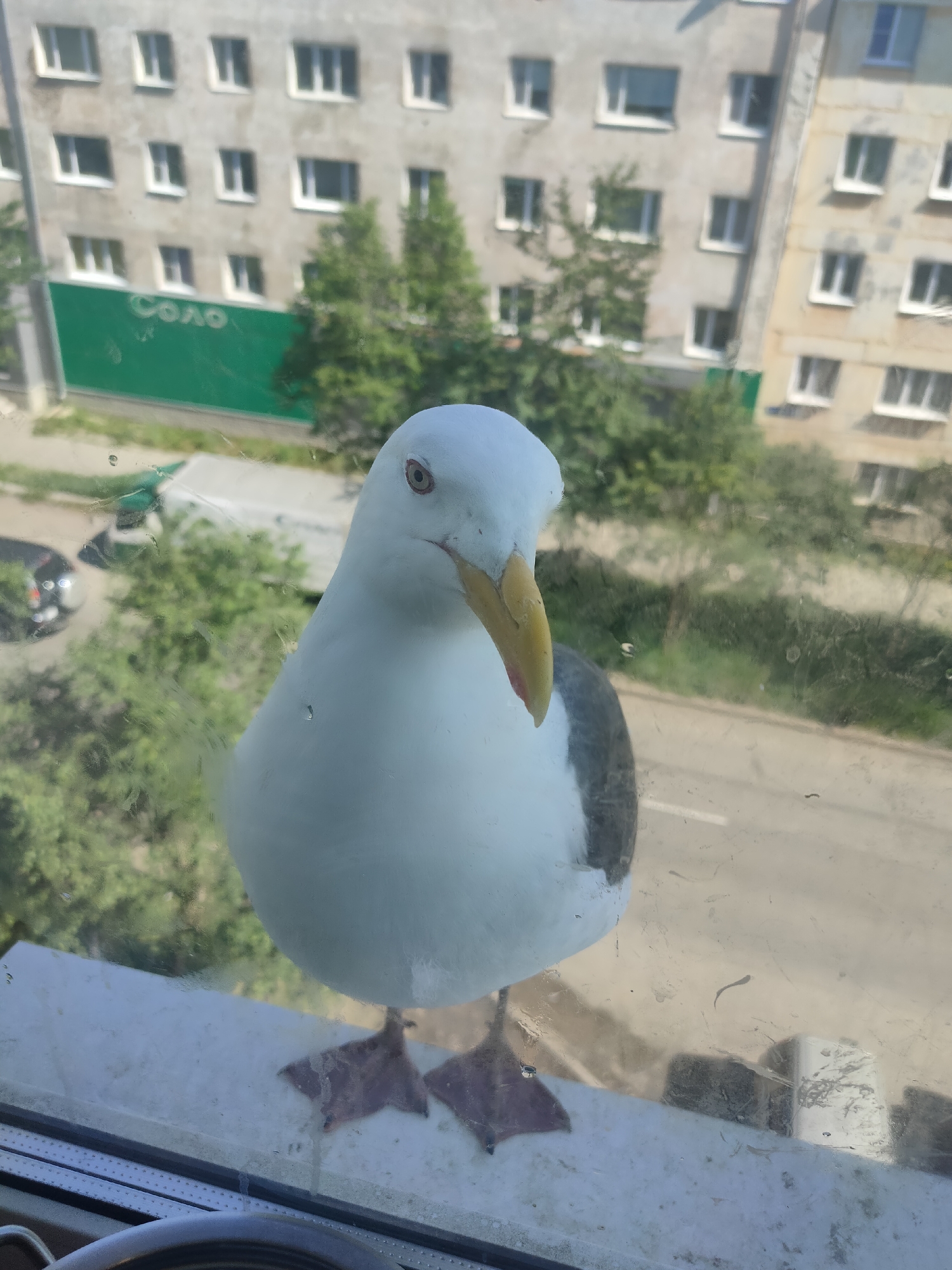 A large, white seagull with gray wing patches and a yellow beak is perched on a windowsill. The bird is facing the camera, its head tilted slightly. Behind the seagull, a window shows a blurred view of a city environment. Visible in the background are multi-story apartment buildings with numerous windows, trees, and a green fence with white lettering that appears to read "СОЛО" (Solo). The windowsill itself is white and appears slightly weathered. The lower edge of the image shows part of a dark object, possibly a steering wheel, and a metallic railing. The overall impression is of an urban setting on a bright day, with the seagull as the prominent subject against a backdrop of residential buildings and vegetation.