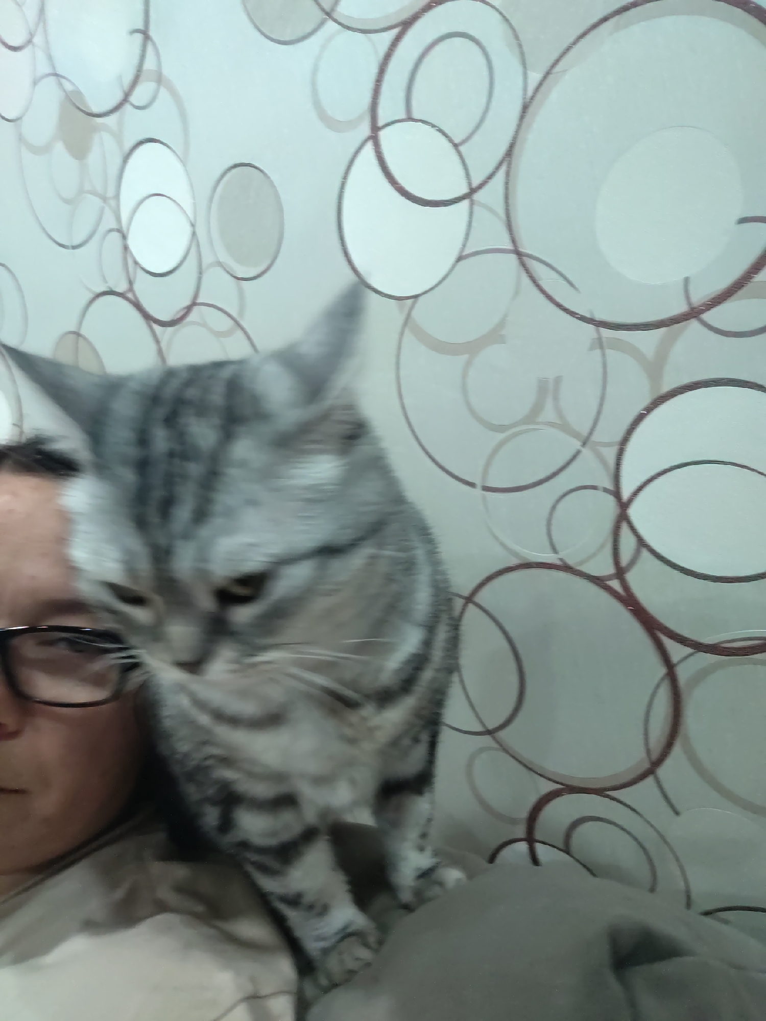 The media file shows a close-up of a person wearing glasses and a cat. The person's face is partially visible on the left side of the frame, with their left eye and part of their nose and forehead in view. They are wearing black-rimmed glasses. The cat, which is predominantly gray with black stripes, is positioned in front of the person, obscuring most of their face. The cat's head is tilted down, and its eyes are partially visible. The background consists of wallpaper with a pattern of overlapping circles in varying shades of beige and brown. The lighting appears to be indoor, and the time of day and weather are not discernible from the image. The overall mood is casual and domestic. There is no visible text in the media file.