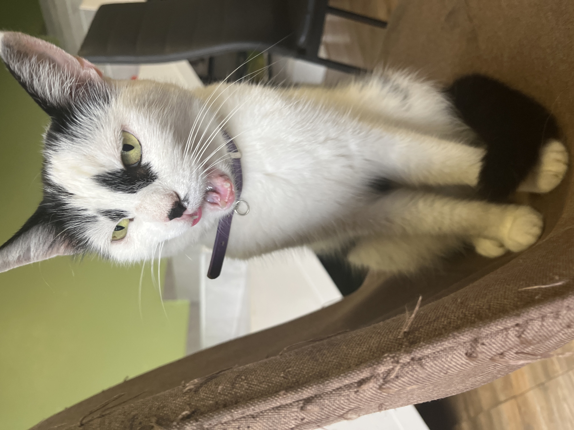 A black and white cat with green eyes and a pink tongue is sitting on a chair. The cat is wearing a purple collar. The chair is covered in brown fabric and is next to a wall painted light green. In the background, there is a staircase and a dark chair. The image was taken in Ureki, Georgia.
