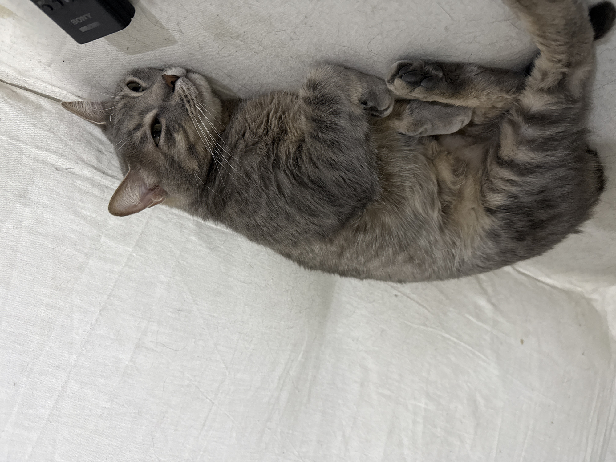 A gray tabby cat lies on its back on a white sheet. The cat is curled, with its paws crossed near its chest. Its head is tilted upward, facing the viewer. A black "SONY" remote control is in the upper left corner of the image. The setting appears to be indoors on a white sheet. There is no evidence of the location being in Puebla, Mexico.