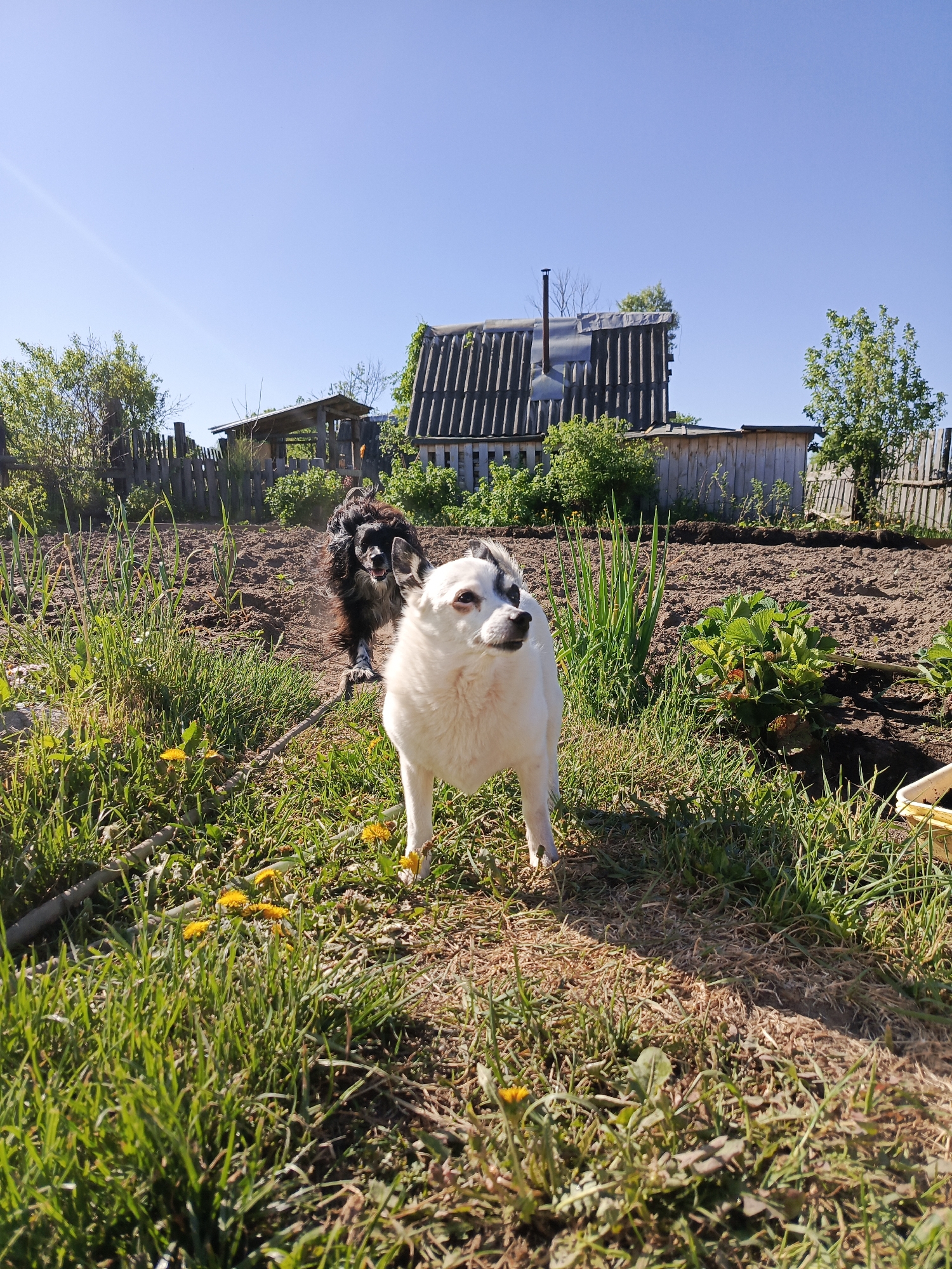 Location: Kauchuk Stantsiya, Russia.
Scene: An outdoor setting with two dogs, a garden, and a house in the background. A white dog with black markings is in the foreground. Behind it is a dark-haired dog, likely leashed. The garden has rows of planted items like green onions and strawberries. Fencing borders the garden. A house with a metal roof and a chimney is visible in the background. The sky is clear and blue. Dandelions are visible in the grass. A white container is partially visible in the lower right of the image. The light indicates it is a sunny day.