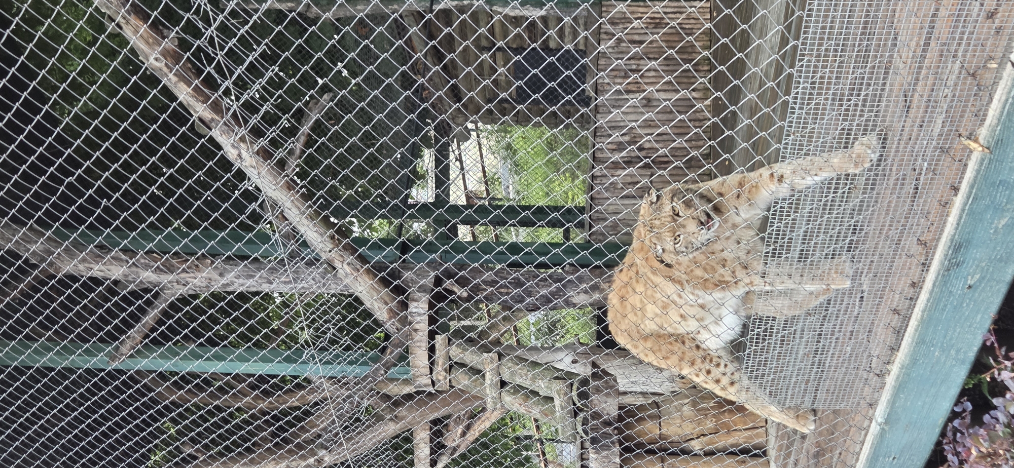 A lynx is standing in a zoo enclosure behind a chain-link fence. The lynx is light brown with darker spots and has yellow eyes. It is on a wooden platform, and its body is angled towards the viewer, with its head turned to the side. In the background, there are trees, branches, and a wooden structure, suggesting an outdoor environment. The enclosure appears to be designed to mimic a natural habitat.