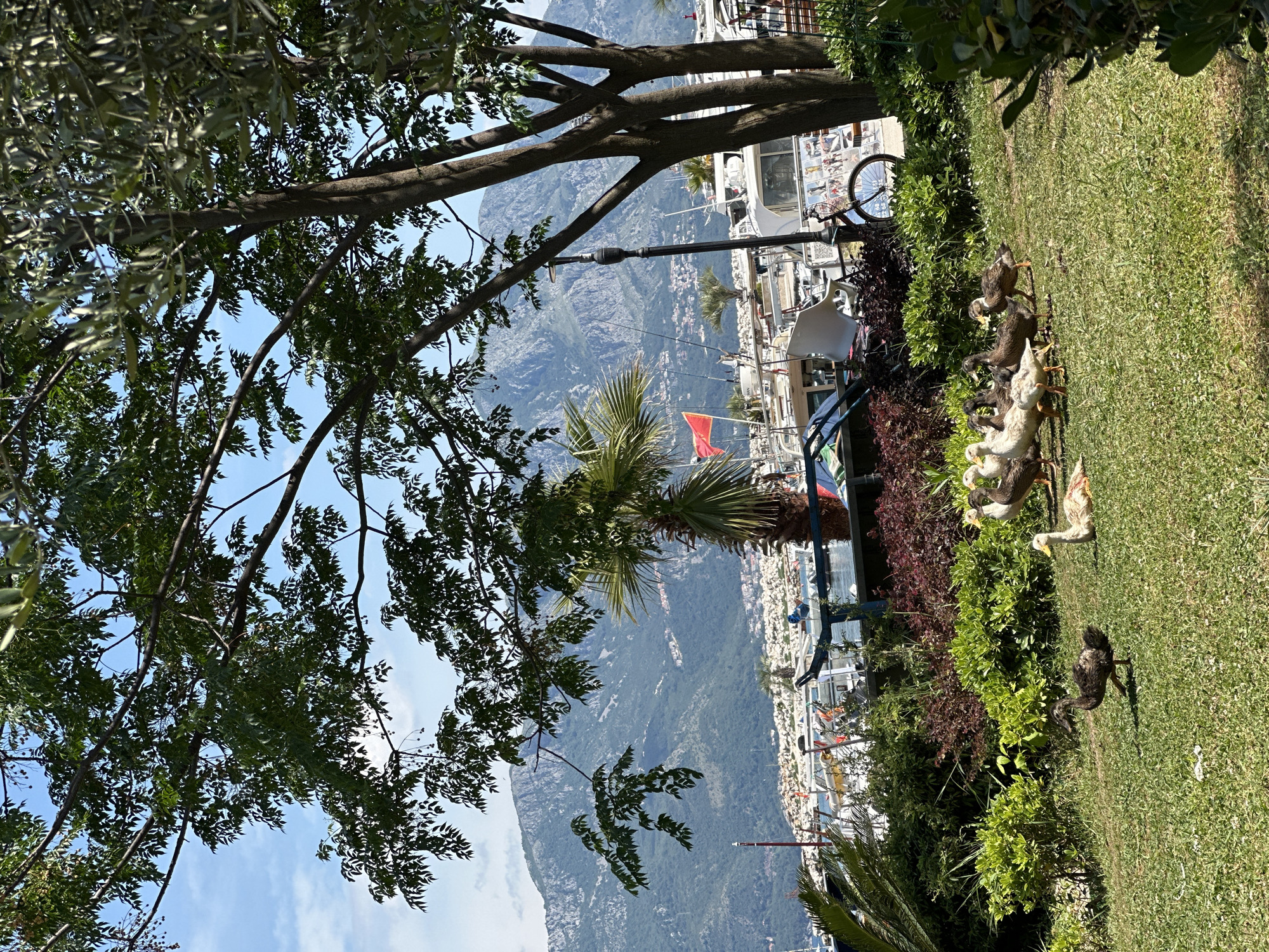 The image captures a scene in Budva, Montenegro. A group of approximately eight ducks are situated on a grassy area, near vegetation. In the background, a mountain range is visible, along with buildings and a harbor with boats and yachts. A tree with dense foliage frames the left side of the image. The perspective is slightly rotated counter-clockwise.