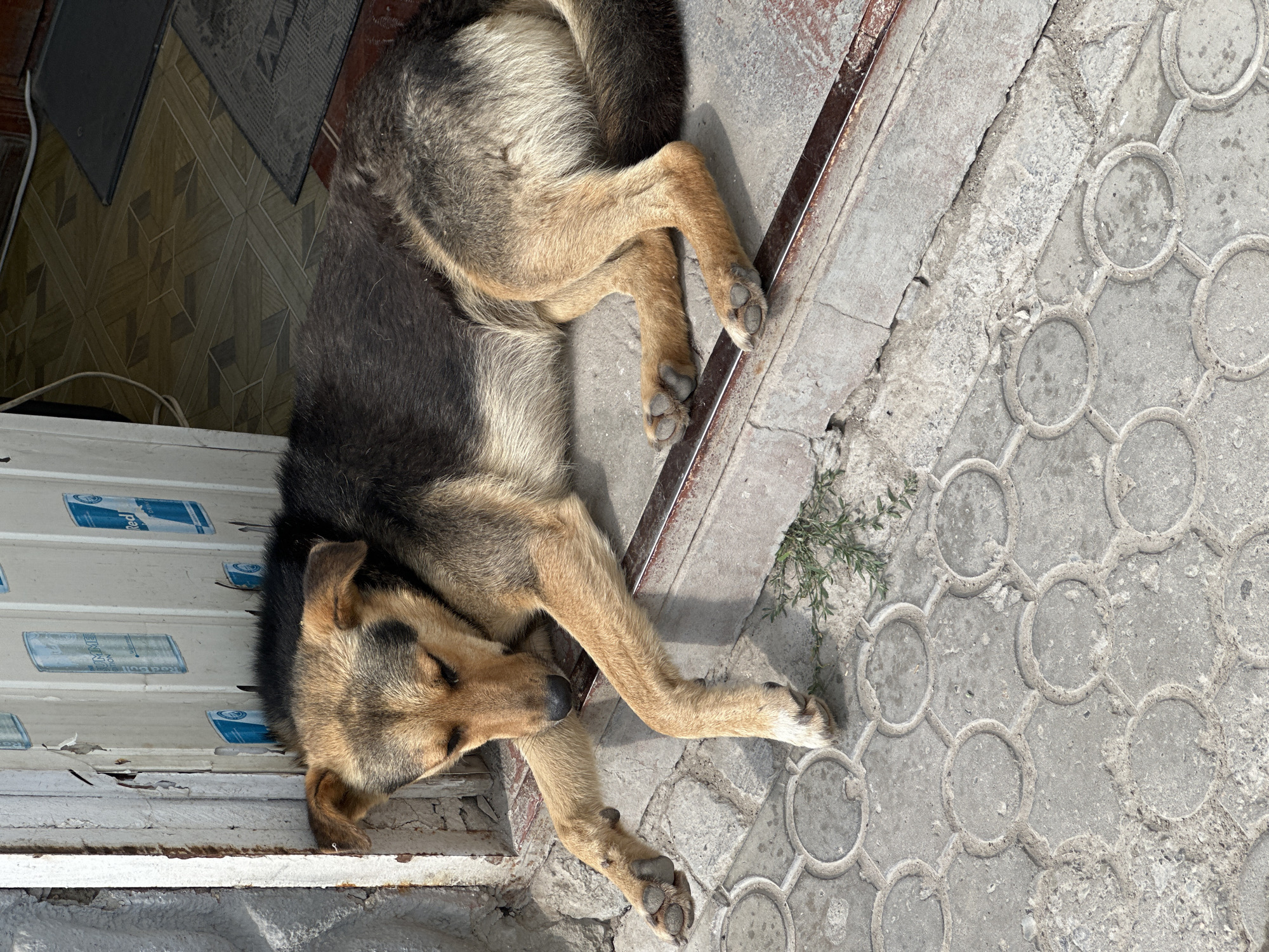 A medium-sized dog with brown and black fur is sleeping on a raised concrete threshold. The dog is lying on its side with its front paws extended forward, one of which is dangling over the edge of the threshold. The dog's eyes are closed, and its head is resting on its paws. The threshold is made of concrete and has a metal trim. The ground in front of the threshold is paved with interlocking concrete blocks. In the background, there is a white corrugated metal wall with some peeling paint and stickers of energy drink cans. The scene appears to be outdoors, possibly in an urban or semi-urban environment. The lighting suggests it is daytime, with sunlight casting shadows. The location is identified as Shatava, Ukraine.