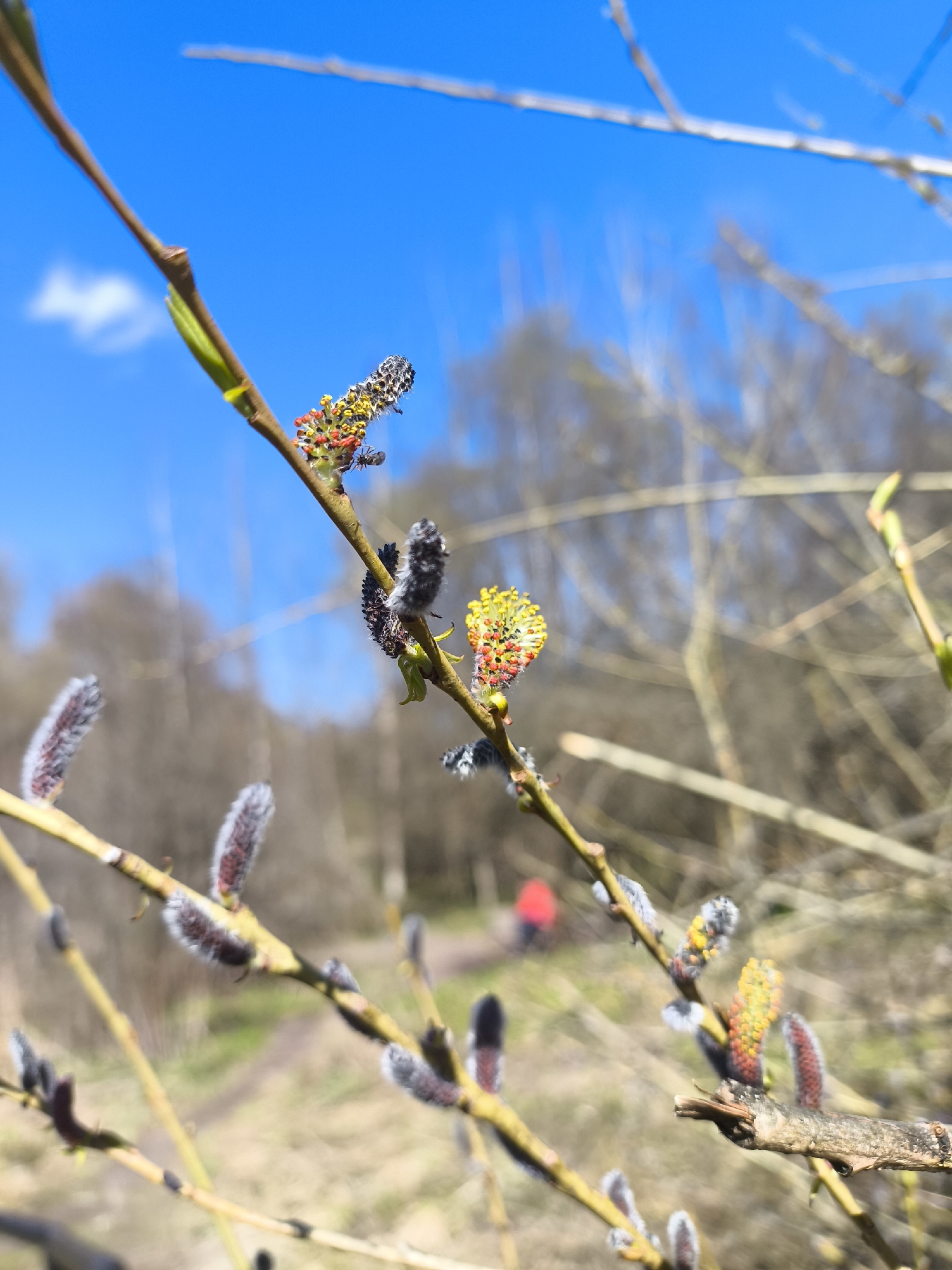 The image shows blossoming pussy willow branches against a blue sky. Some of the catkins are still furry and gray, while others have opened up to reveal yellow and reddish-orange stamens. The background is blurred, but appears to be a wooded area with some bare trees and a hint of a path. A person in red clothing is visible in the background. Based on the flora and typical spring weather, this could be a park or green space within the city of Moscow, Russia.