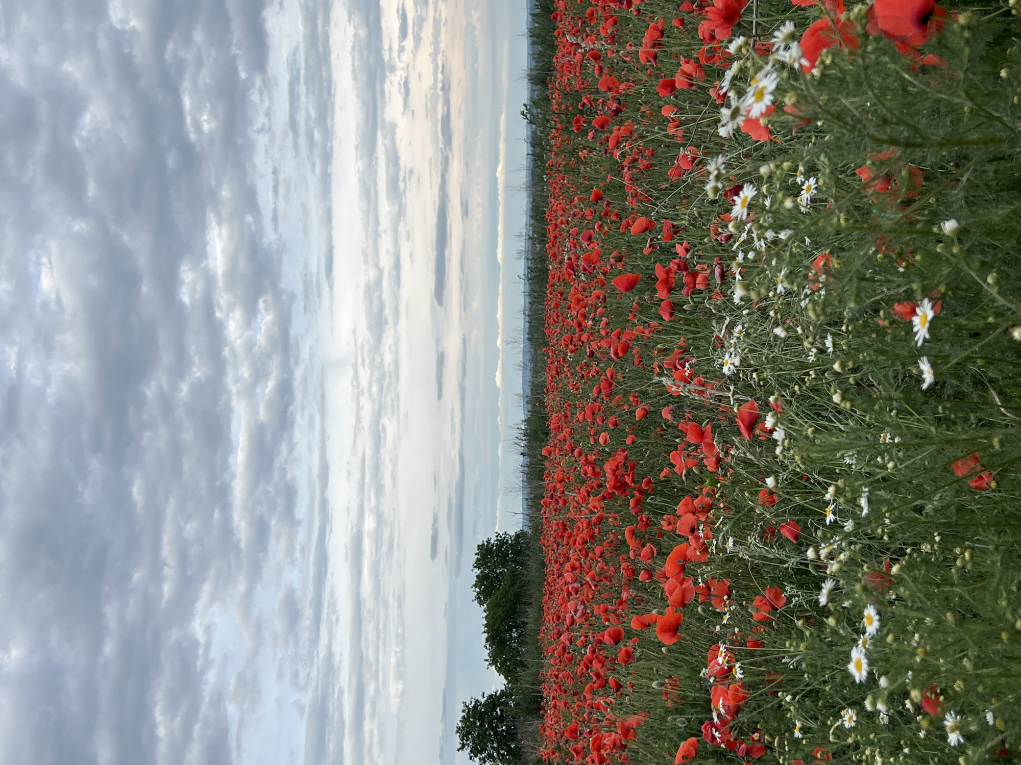 The image depicts a vast field of red poppies and white daisies under a cloudy sky. In the background, a line of trees is visible, and beyond that, a hazy landscape. The overall impression is of a natural, rural setting. The image is an aerial shot of a field of poppies and daisies. There are no people or animals visible in the image. The sky is overcast with a mix of light and dark clouds. The field is densely packed with red poppies, interspersed with white daisies. The trees in the background are lush and green.