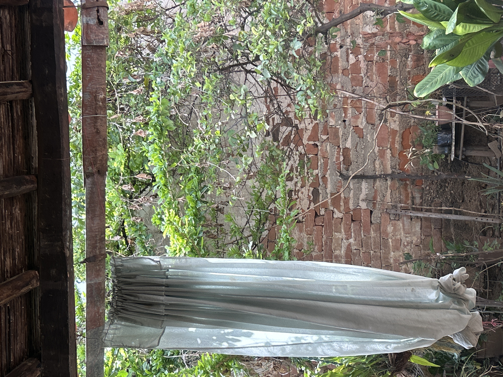 This image depicts an outdoor scene, possibly a patio or garden area, with a distinctly rustic and somewhat overgrown aesthetic. In the foreground, a light blue or gray sheer curtain hangs from a wooden beam, its fabric gathered and draped. Behind the curtain, a brick wall serves as the backdrop, showing signs of age and weathering. Lush green foliage, with branches and leaves from trees and possibly vines, cascades down from above and grows against the wall. Several potted plants are visible at the base of the wall, some on a wooden stand. The overall impression is one of a somewhat neglected but vibrant outdoor space. There are no people or animals visible in the image. The lighting suggests it is daytime, with sunlight filtering through the leaves and casting shadows.
While the image captures an outdoor setting with a brick wall and vegetation, there are no specific visual cues that definitively place it in Santa Ana, Venezuela. Identifying a location solely from this image would be speculative.
