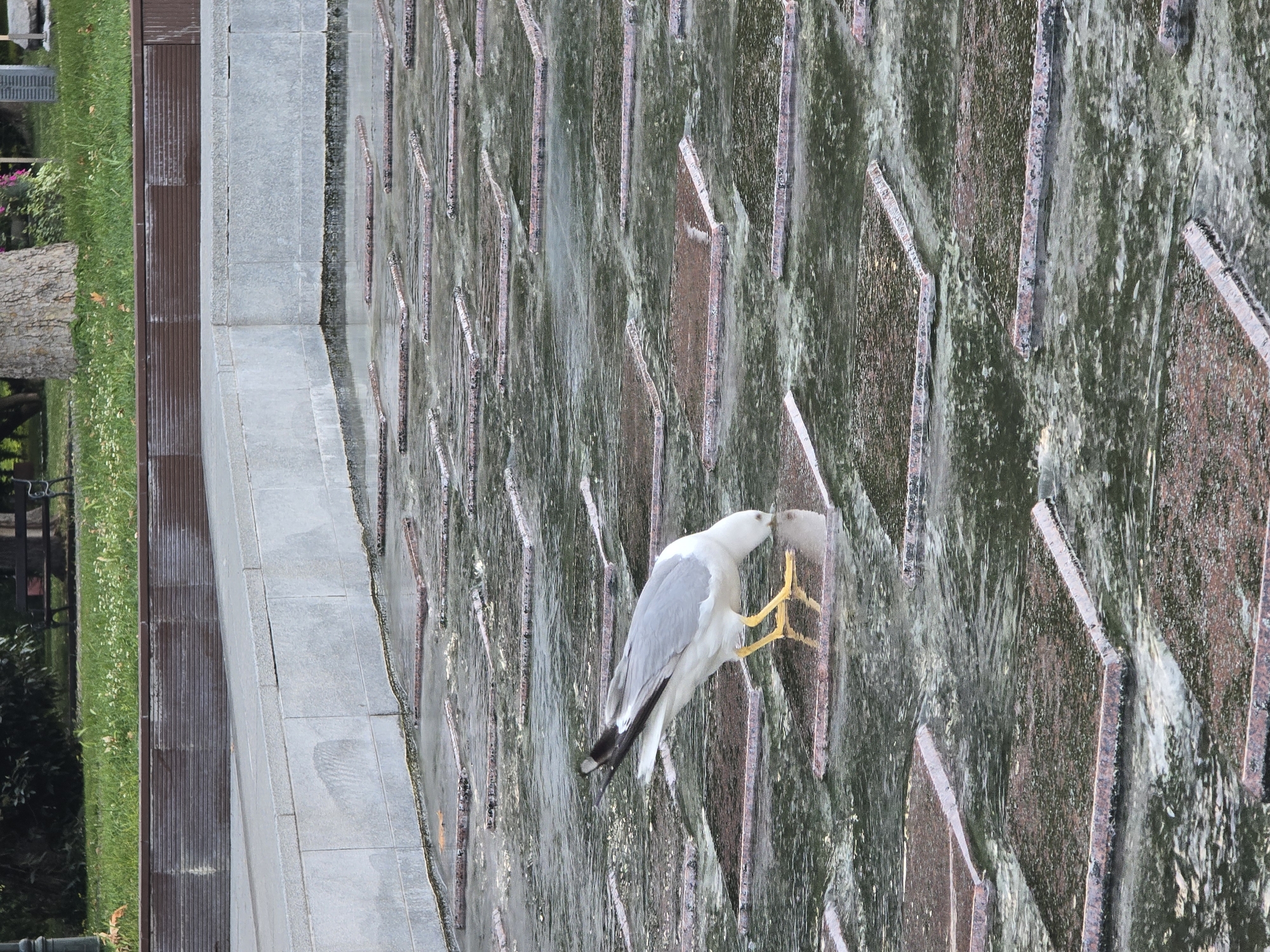 A vertical shot, oriented to show a park-like setting with a prominent water feature. The scene is dominated by a large decorative fountain or waterfall on the right, where a bird is actively drinking.
The bird, resembling a gull or tern, has a white body, light grey back and wings, and distinct black tips on its primary wing feathers. It possesses bright yellow legs and a yellow bill. It is perched on the vertical surface of the water feature, leaning forward with its head dipped into the cascading water, appearing to drink or forage.
The water feature itself is a tall, vertical wall composed of numerous rectangular or square panels, possibly granite or dark stone, arranged in a grid-like or staggered pattern. Water flows continuously down this surface, creating a dynamic, textured sheet. The water and stone in some areas show greenish hues, suggesting the presence of algae or moss due to constant water flow.
To the left of the water feature is a broad, light grey paved area, likely a walkway or a sturdy ledge. Adjacent to this paved area, further left, is a dark brown surface with vertical ridges, possibly a decorative wall panel or a drainage system. Beyond this, a vibrant green grassy area stretches across the background, dotted with small white flowers. A tree trunk is visible in the middle-ground of the grassy section, along with some green foliage. A faint outline of what appears to be a dark park bench is discernible in the far left background.
The setting suggests a public park or urban plaza. The lighting is soft and even, indicating daytime, possibly under an overcast sky or during the early morning/late afternoon. There is no visible text in the image.
