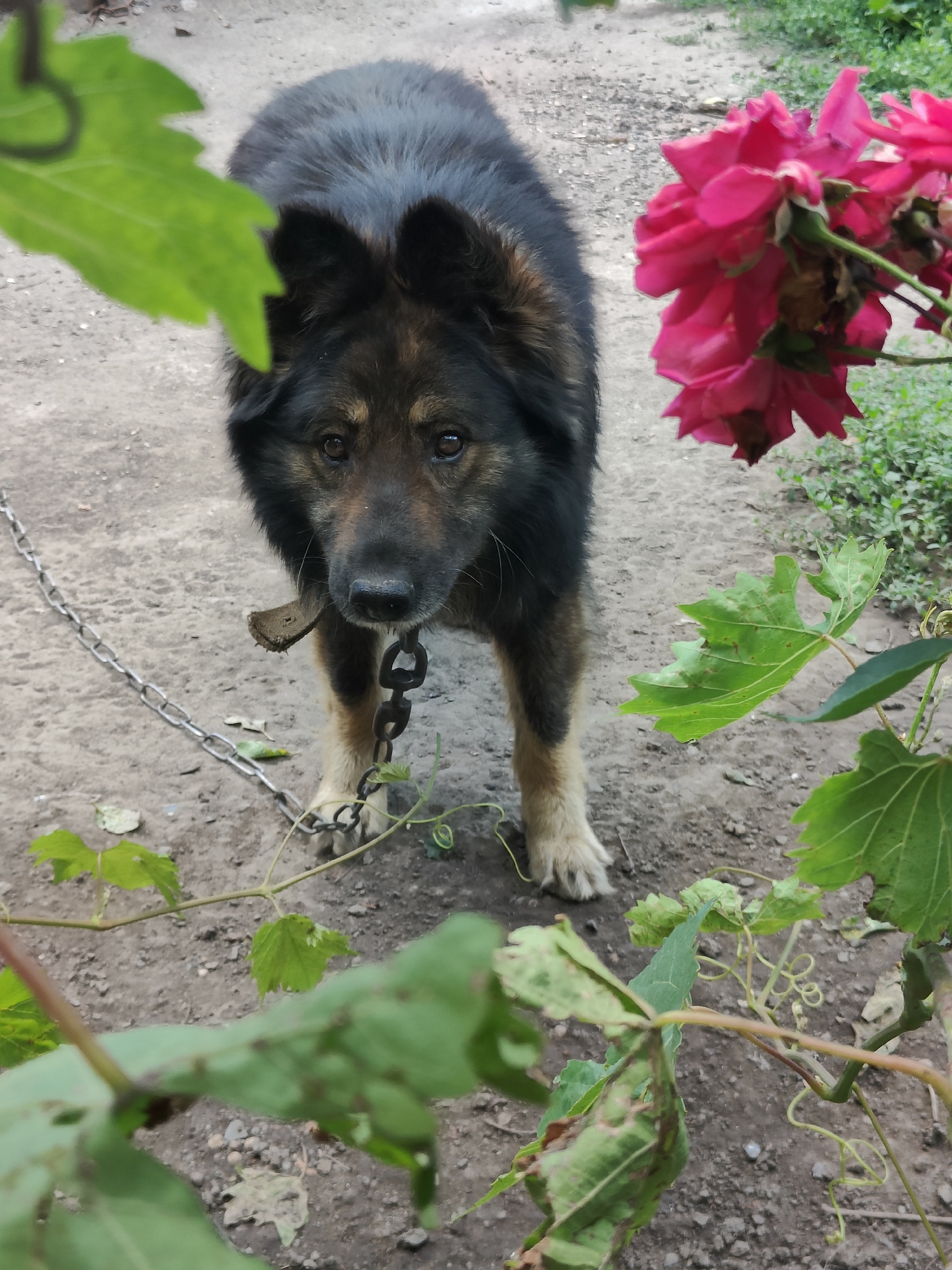 A medium-sized, long-haired dog with brown and black fur stands on a dirt path in an outdoor setting, possibly a yard or garden. The dog is wearing a metal chain collar and is tethered to a chain that extends to the left of the frame. In the background, a cluster of vibrant pink roses is in bloom. Green foliage, likely from a vine or bush, is present in the foreground and around the dog, partially obscuring the view. The ground is composed of dirt and small stones, with some dry leaves scattered about. The lighting suggests it is daytime, with soft light illuminating the scene. The environment appears to be rural or semi-rural. The image was taken in Kryvyi Rih, Ukraine.