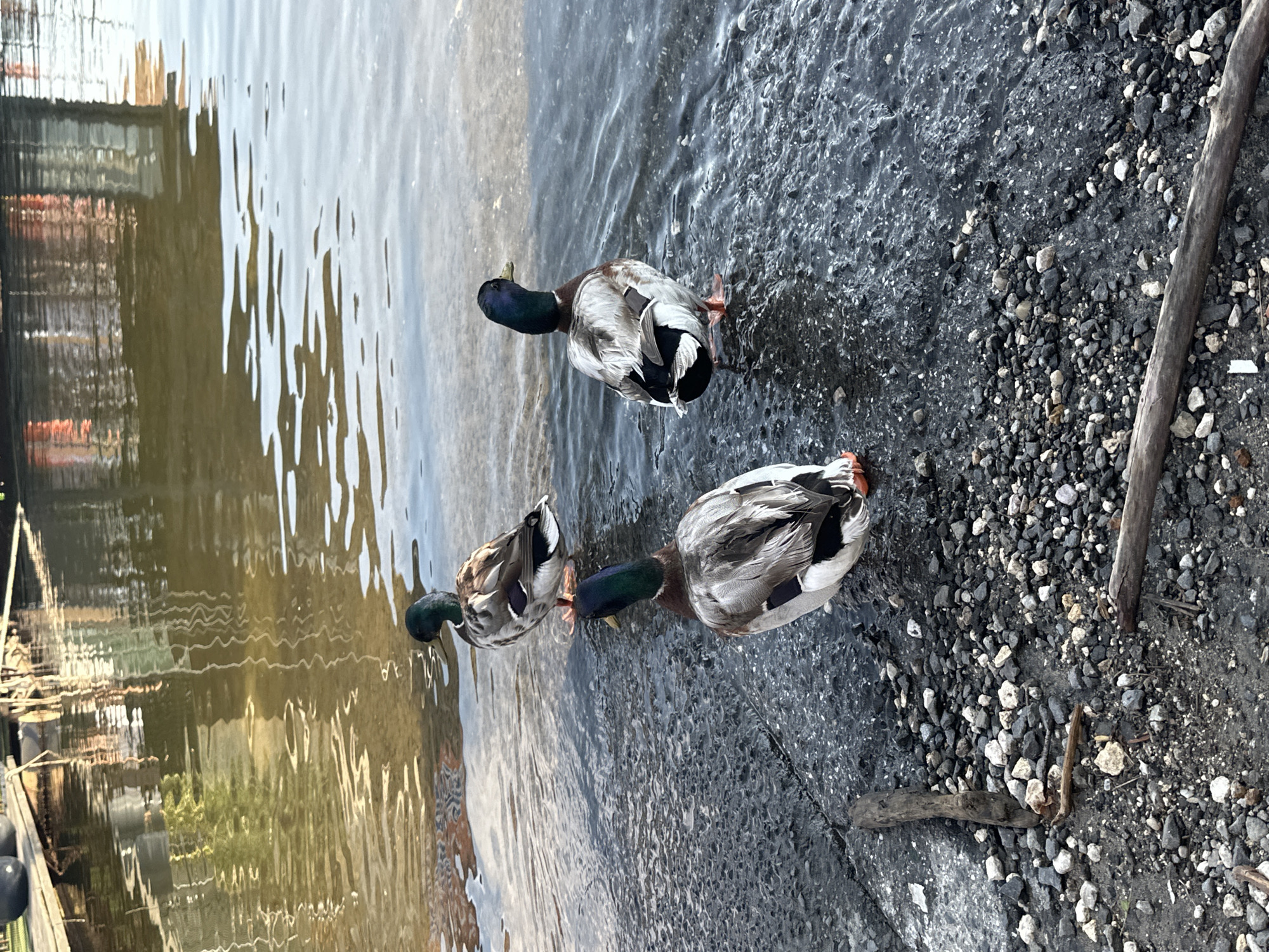 The image depicts an outdoor waterfront scene in the city of Brosh, Bulgaria. Three adult male Mallard ducks (drakes) are positioned at the edge of a calm body of water.
The duck on the far left stands on dark, wet gravel, facing away from the viewer with its head turned slightly to the right. Its iridescent green head, white neck ring, chestnut-brown chest, and grey body plumage are clearly visible, as are its orange webbed feet. The middle duck, positioned slightly further back and to the left of the viewer's perspective, is also facing away from the viewer with its head turned slightly left. It stands partially submerged in the shallow water on the same dark, wet ground, displaying similar plumage and visible orange feet. The duck on the right is further into the water, facing towards the right side of the frame with its head turned to the left. Its lower body is partially submerged, and one orange foot is visible beneath the water's surface.
The immediate foreground consists of a dark, coarse shoreline composed of varying sizes of grey and black pebbles and gravel, interspersed with some lighter, off-white stones. The ground at the water's edge appears wet and almost black, while areas further from the water are slightly drier and lighter in tone. Several weathered wooden sticks or pieces of debris are scattered across the gravel in the lower portion of the frame.
The body of water exhibits a gently rippled surface. Its color transitions from a dark grey-blue where it meets the shore to a murkier olive-brown and lighter blue-grey further out. The water's surface reflects distorted images of the surroundings. In the upper left, reflections suggest green foliage and what appears to be part of a wooden pier or dock with dark, rounded objects (possibly planters) on its surface. Towards the upper right, the reflections are more orange and brown, indicating structures, possibly buildings, on the opposite bank or nearby. The scene is illuminated by natural light, suggesting a clear day. There are no people visible in the image.
