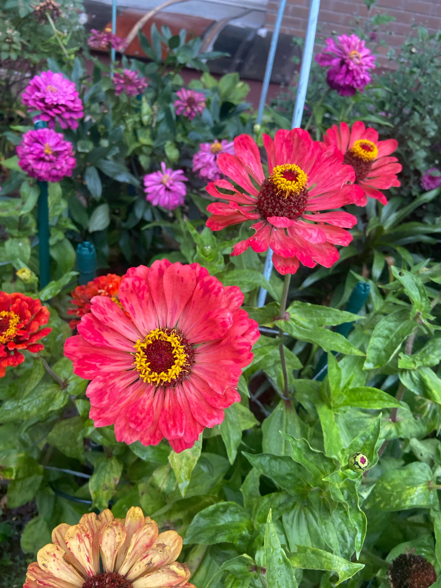 The image shows a close-up view of a flower bed with several blooming zinnias. The flowers are in various shades of pink, red, and orange, with vibrant yellow centers. Lush green foliage surrounds the blossoms, some of which appear to have water droplets on their petals, suggesting recent rain. In the background, a blue metal pole is visible, and hints of a brick structure can be seen, suggesting an outdoor garden setting. There are no people or animals present in the image. The overall scene depicts a vibrant and natural display of flowers.