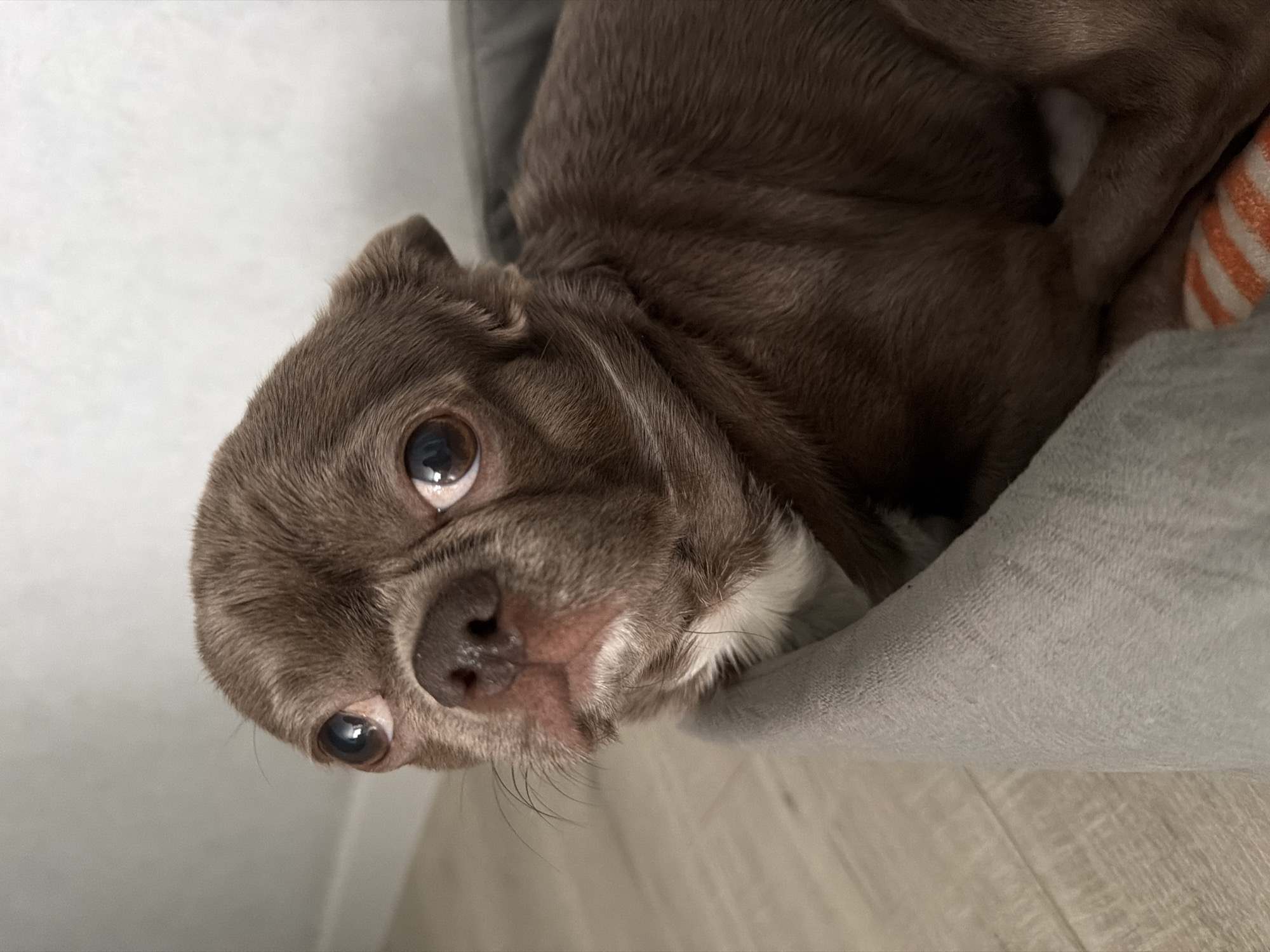 A brown chihuahua is nestled in a gray pet bed, its head tilted to the left and its eyes gazing upward. Part of a toy with orange and white stripes is visible in the bed. The bed sits on a light-colored wooden floor against a white wall. No information indicates this image's location in the city of Votkinsk, Russia.