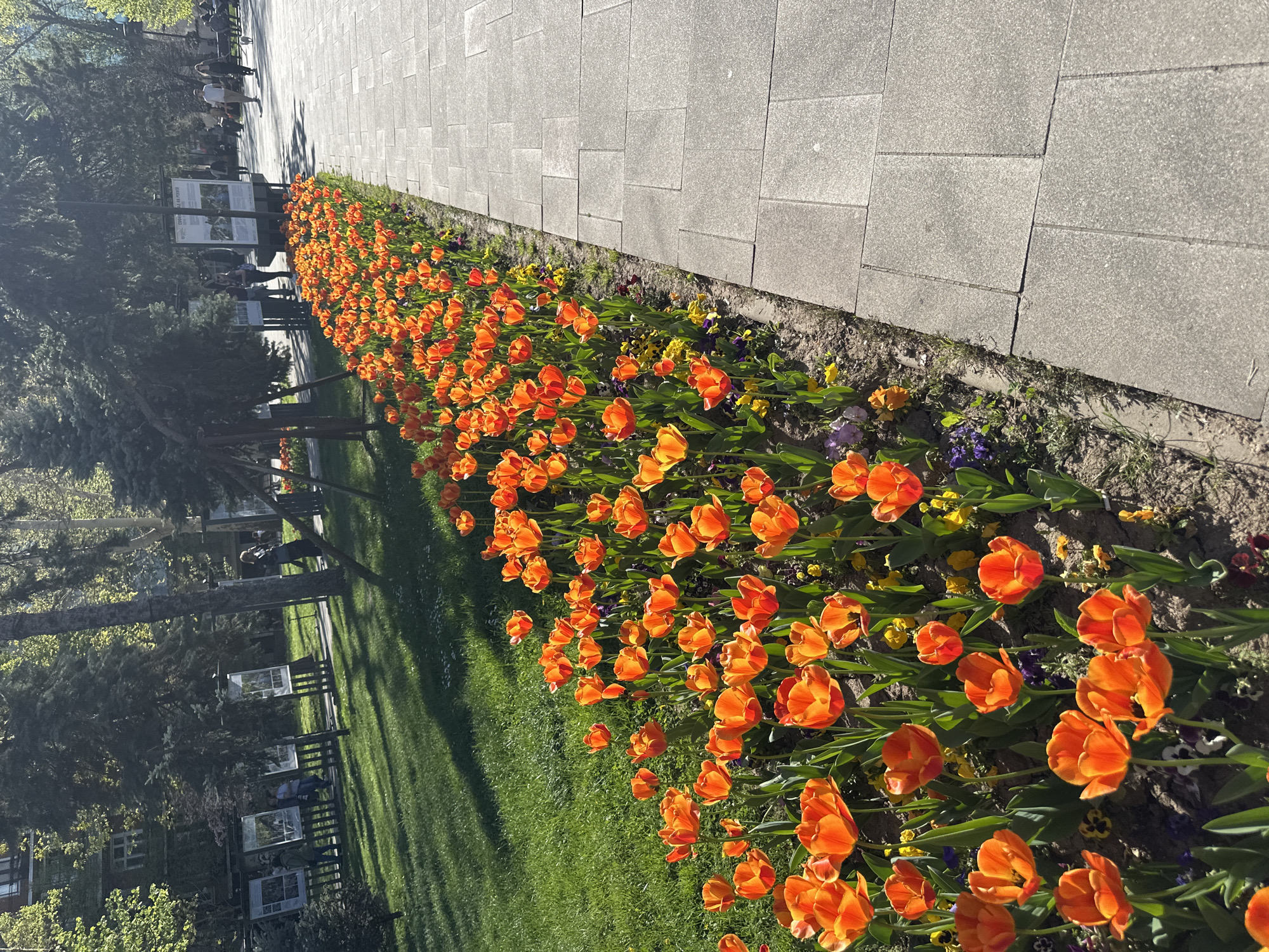 The image captures a long, narrow flowerbed filled with vibrant orange tulips along a gray brick walkway. The walkway runs parallel to a grassy area shaded by trees. In the background, partially obscured by the trees, are benches and information boards with people near them. The location appears to be a park or garden in the city of Sofia, Bulgaria. The scene is bathed in sunlight, creating shadows on the grass and highlighting the colors of the tulips.