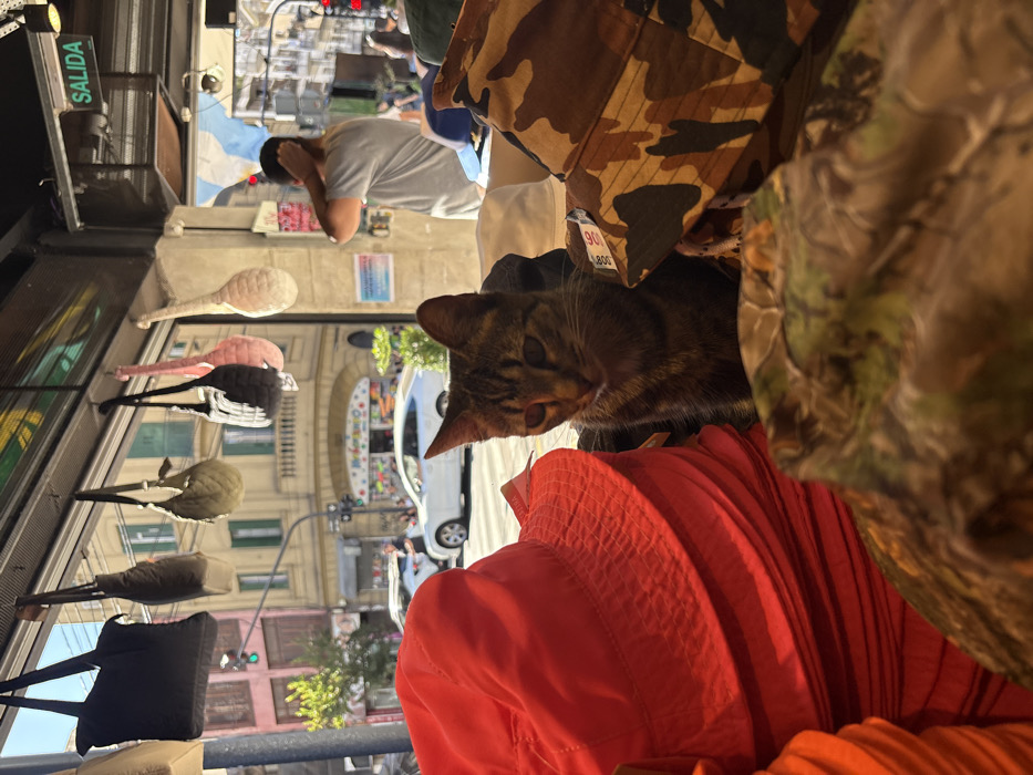 The image captures the interior of a shop overlooking a sunlit city street in the San Telmo neighborhood of Buenos Aires, Argentina. In the immediate foreground and mid-ground, a brown and black striped tabby cat with downcast eyes is seated amidst a display of hats. To the left of the cat, a substantial stack of bright red bucket hats is prominently visible. Other hats, including camouflage-patterned bucket hats and plain white ones, are positioned around the cat; one camouflage hat displays a white tag with "90" and "1.800" in black text.
Above the shop's large window, a row of knitted or woven bags in various colors—dark gray, beige, pink, and light beige—hang suspended as merchandise. To the upper right, a green "SALIDA" (EXIT) sign is affixed to a structural column. A male individual with short, dark hair, wearing a light-colored short-sleeved shirt, stands with his back to the viewer near the shop's entrance, his hands positioned near his head.
Through the window, a city street with moderate vehicle and pedestrian traffic is observed. A white sedan is visible on the street. Buildings with traditional architectural elements, including some with prominent green window shutters, line the street. Directly across, a building features a distinct arched entrance at ground level, decorated with colorful elements, and the partially visible text "Mercadito" above the arch. A traffic light displays a green signal, and a section of the light blue and white striped Argentine flag is visible further in the background.