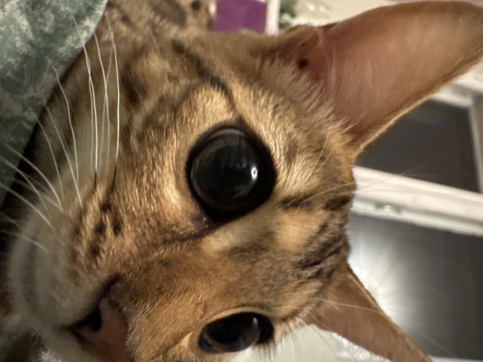 The image is a close-up, eye-level, medium shot of a Bengal cat. The cat's face is filling the frame, with its large, dark eyes dominating the composition. The cat's fur is a mix of tan, brown, and black spots, typical of the breed. Its whiskers are long and white, fanning out from its muzzle. The cat appears to be lying on a soft, green surface, possibly a blanket or pillow. The background is blurred and out of focus, but suggests an indoor setting with hints of light coming from a window. There is no visible connection to Rzhev, Russia.