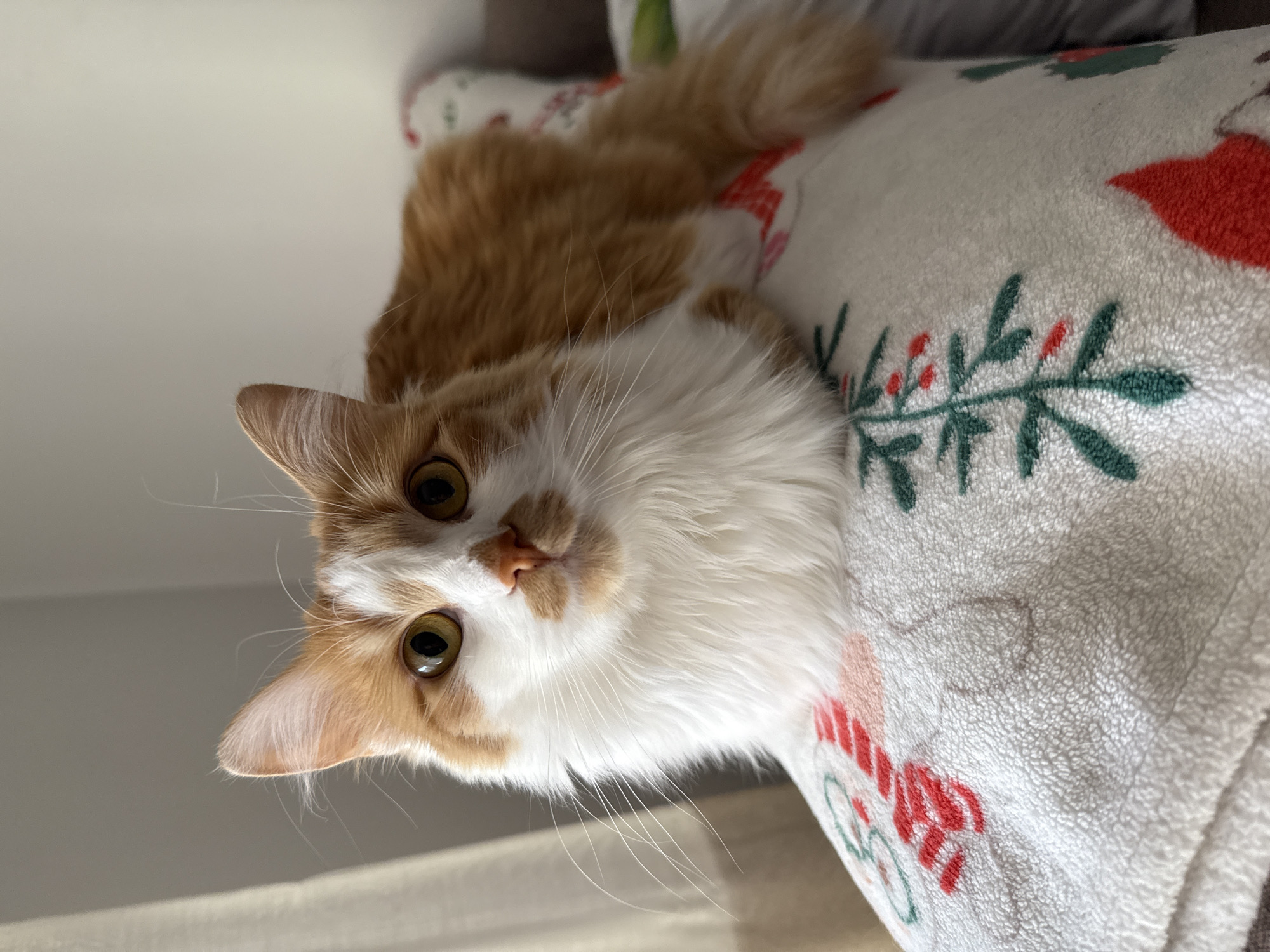 An orange and white cat is lying on a white blanket with a Christmas pattern. The cat is facing the camera with its body curled up. The blanket has red and green festive designs, including what appear to be candy canes and holly berries. The background is blurred, but suggests an indoor setting with natural light coming from the left.